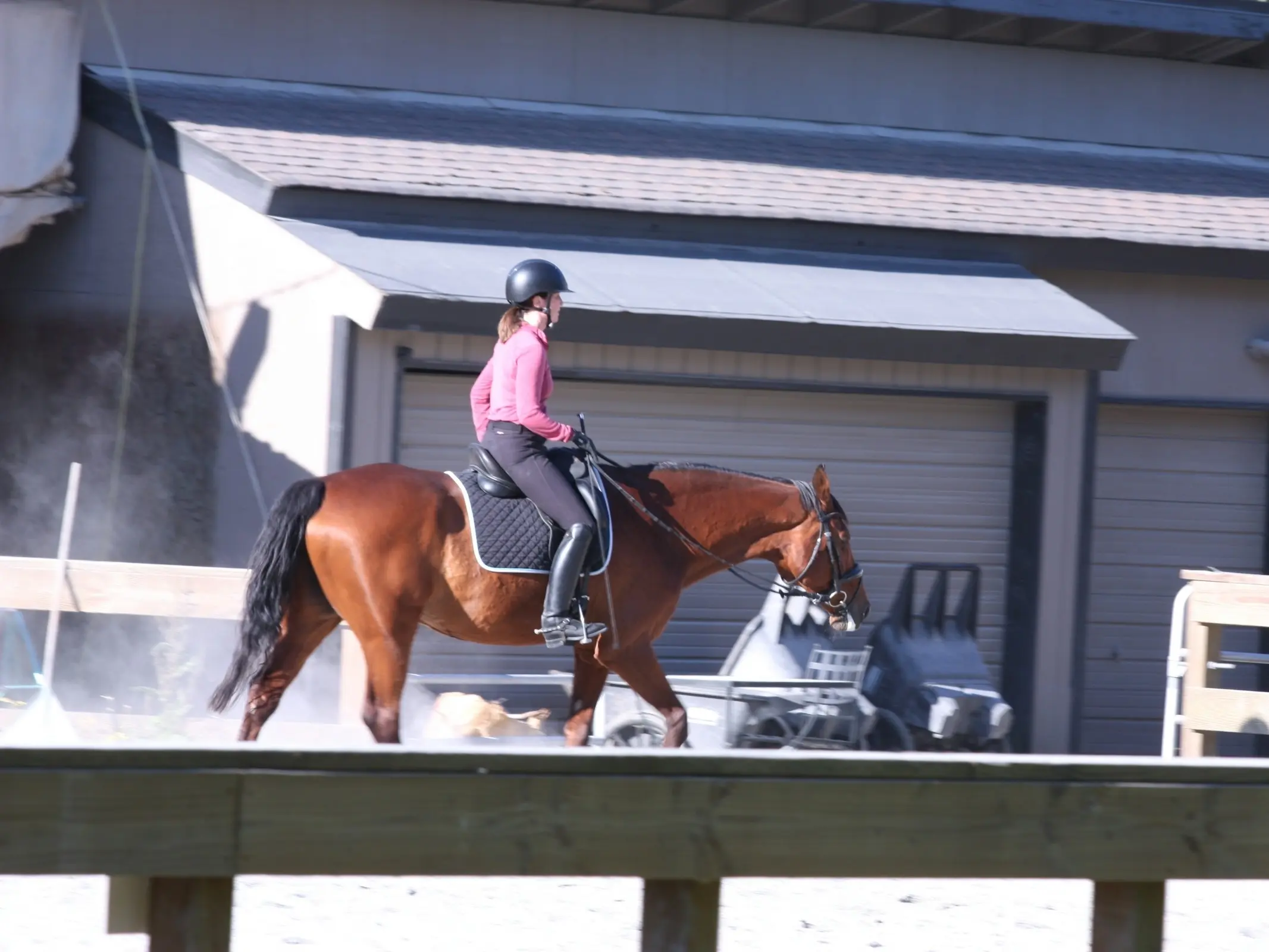 Canadian Warmblood Horse