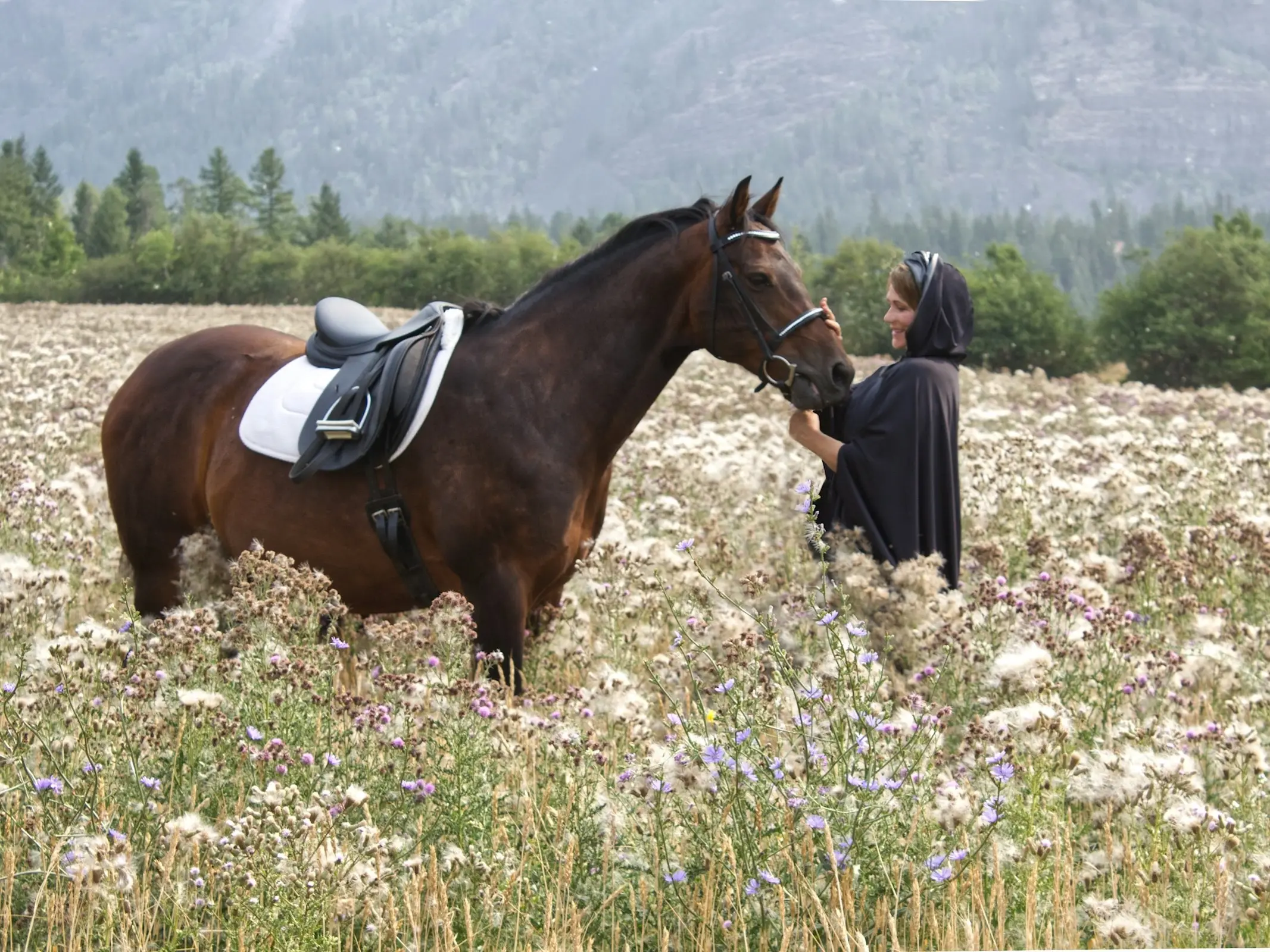 Canadian Warmblood