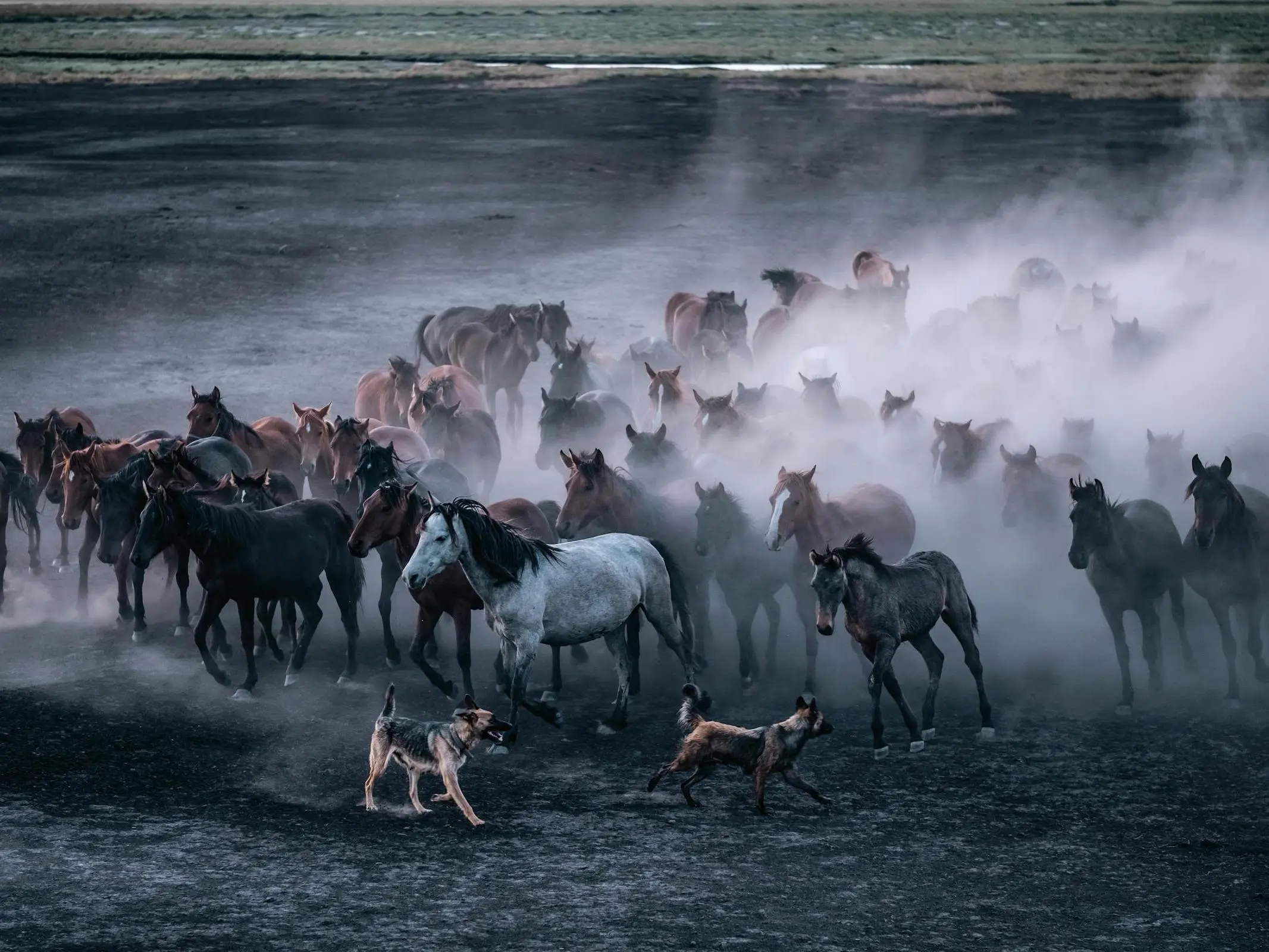 Canik Horse