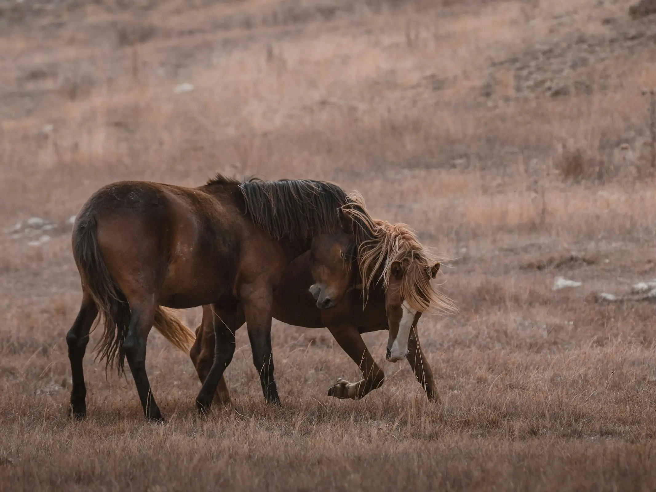 Canik Horse