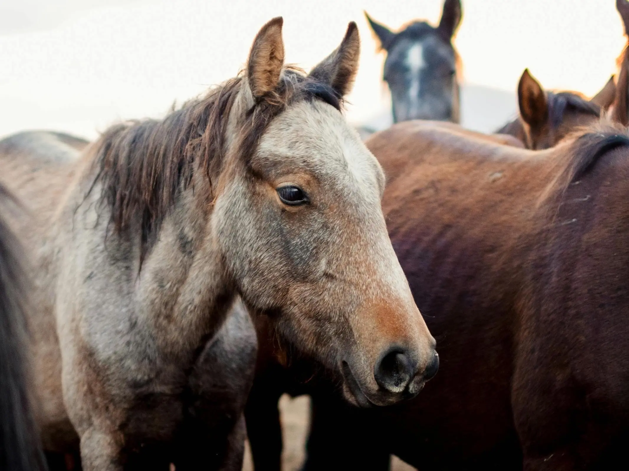 Canik Horse