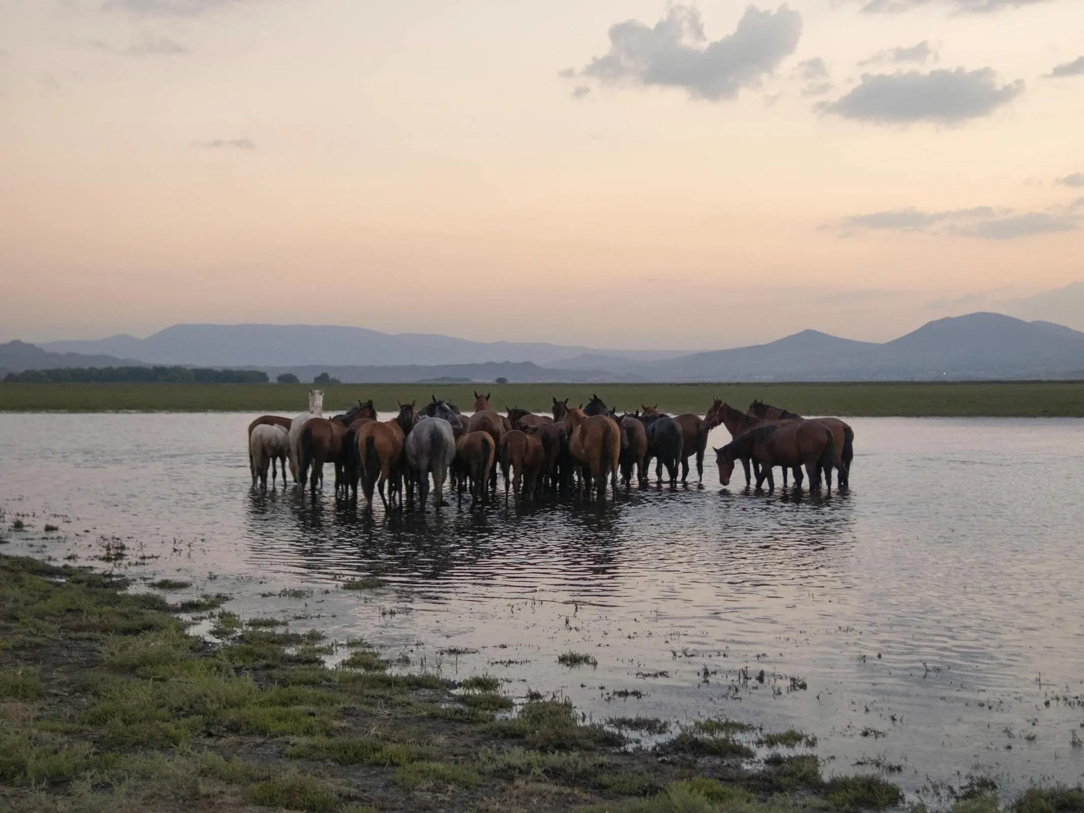 Canik Horse