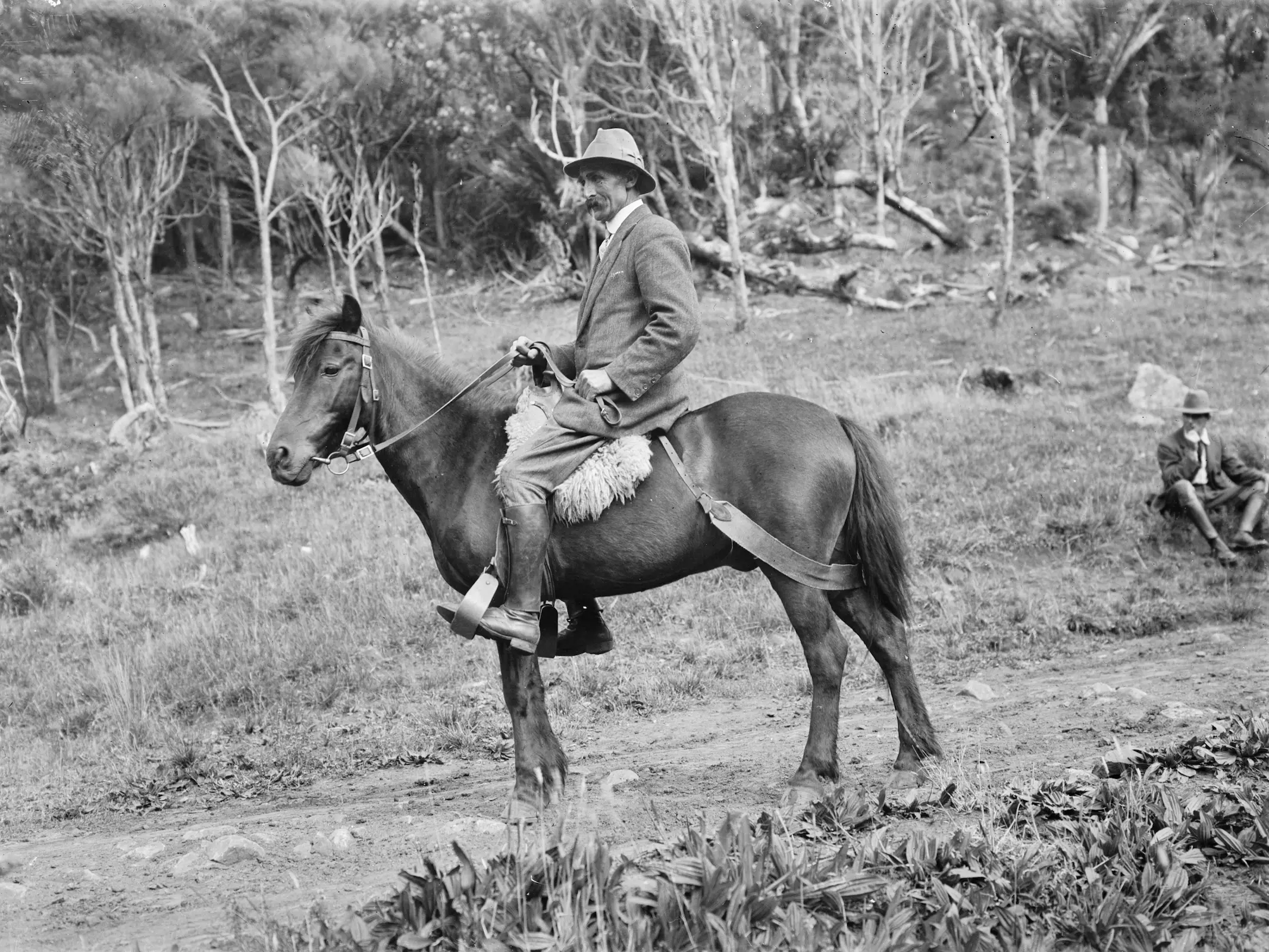 Carlyon Horse