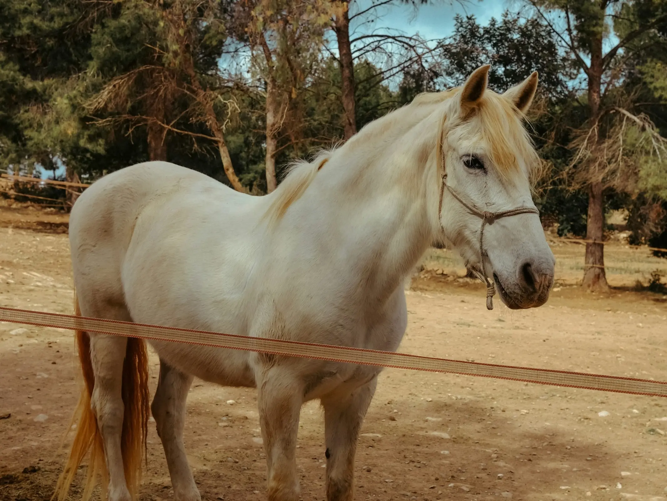 Carthusian Horse