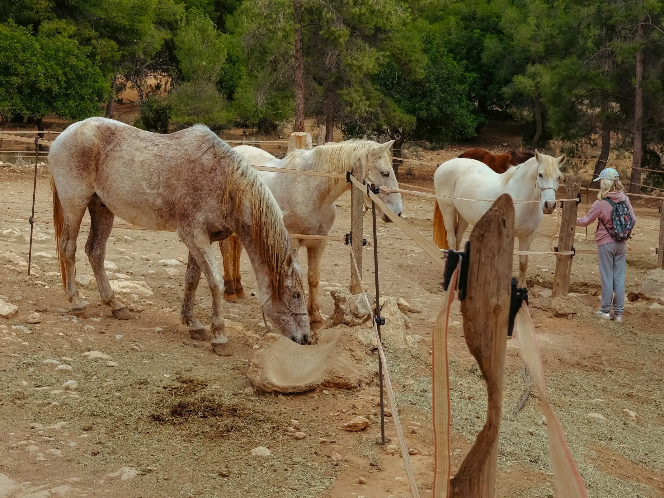 Carthusian Horse