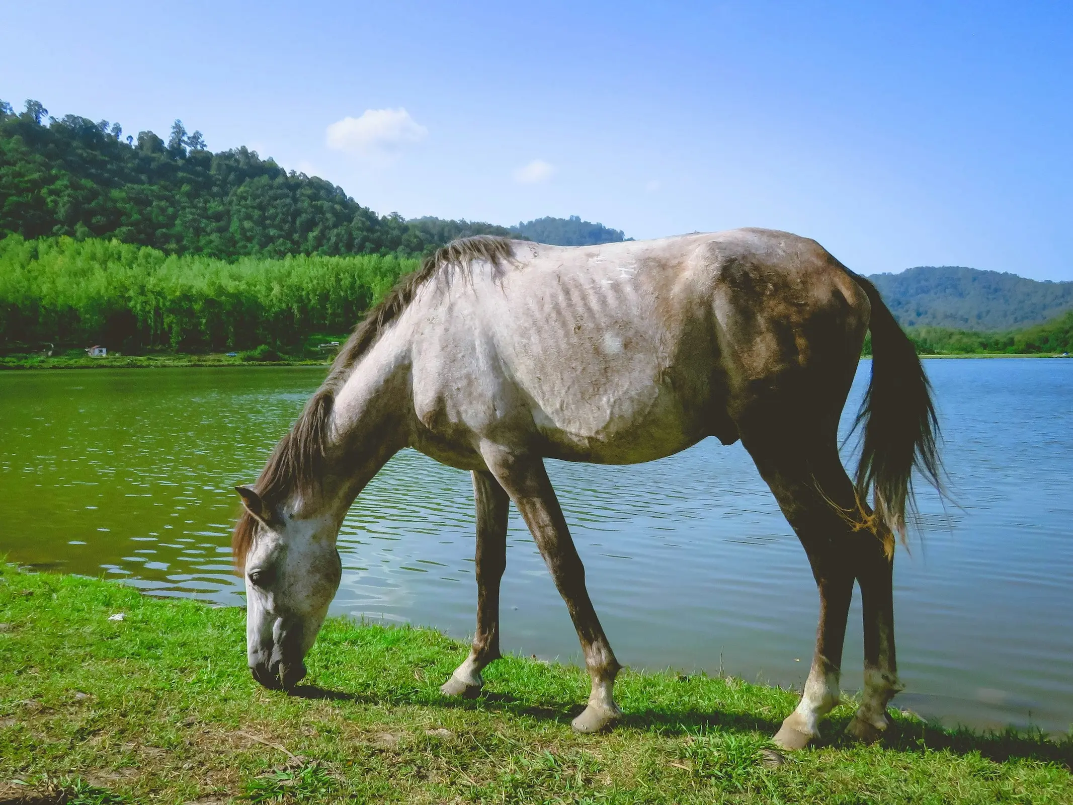 Caspian Horse