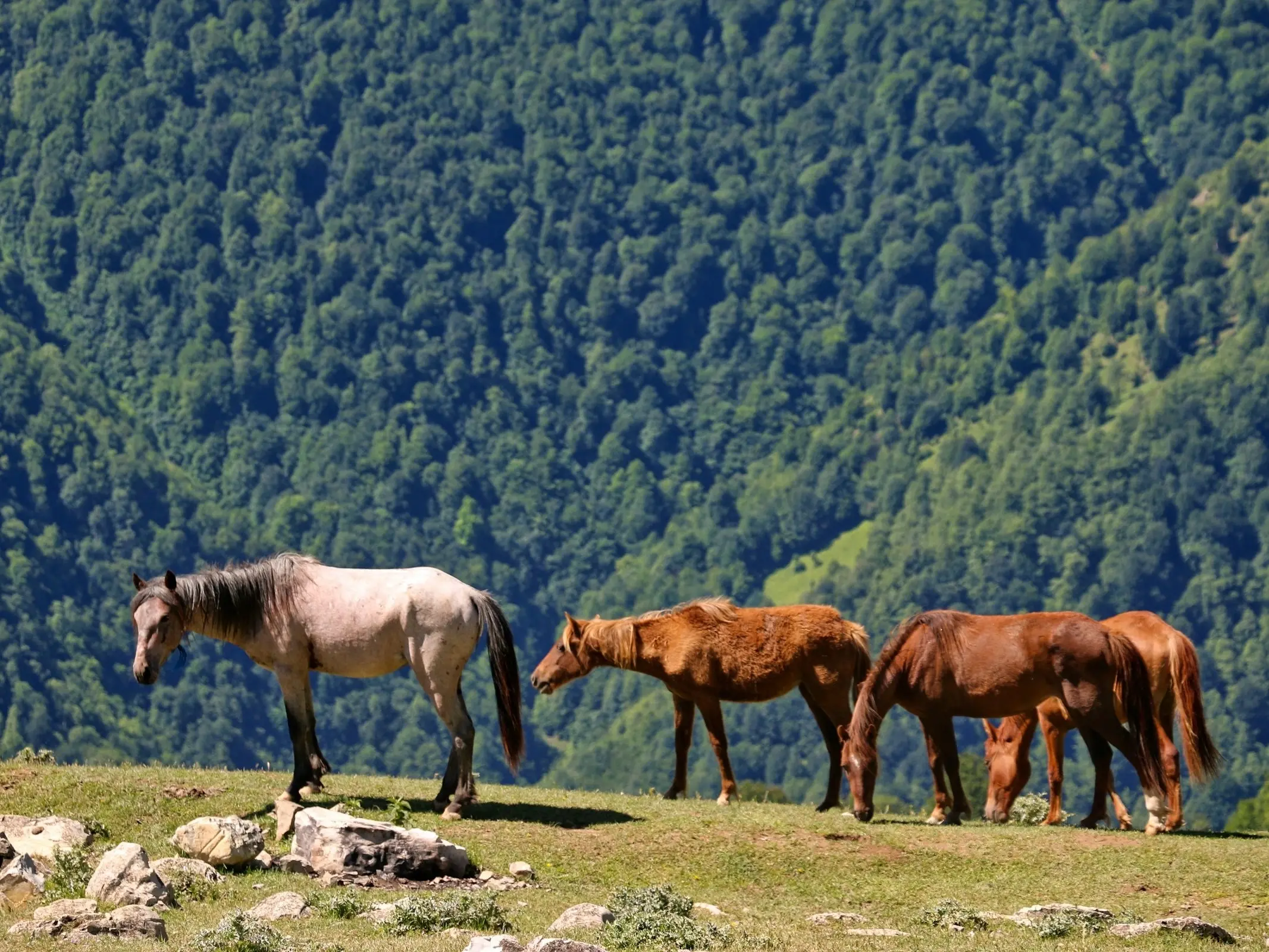 Caspian Horse - Horse Breeds