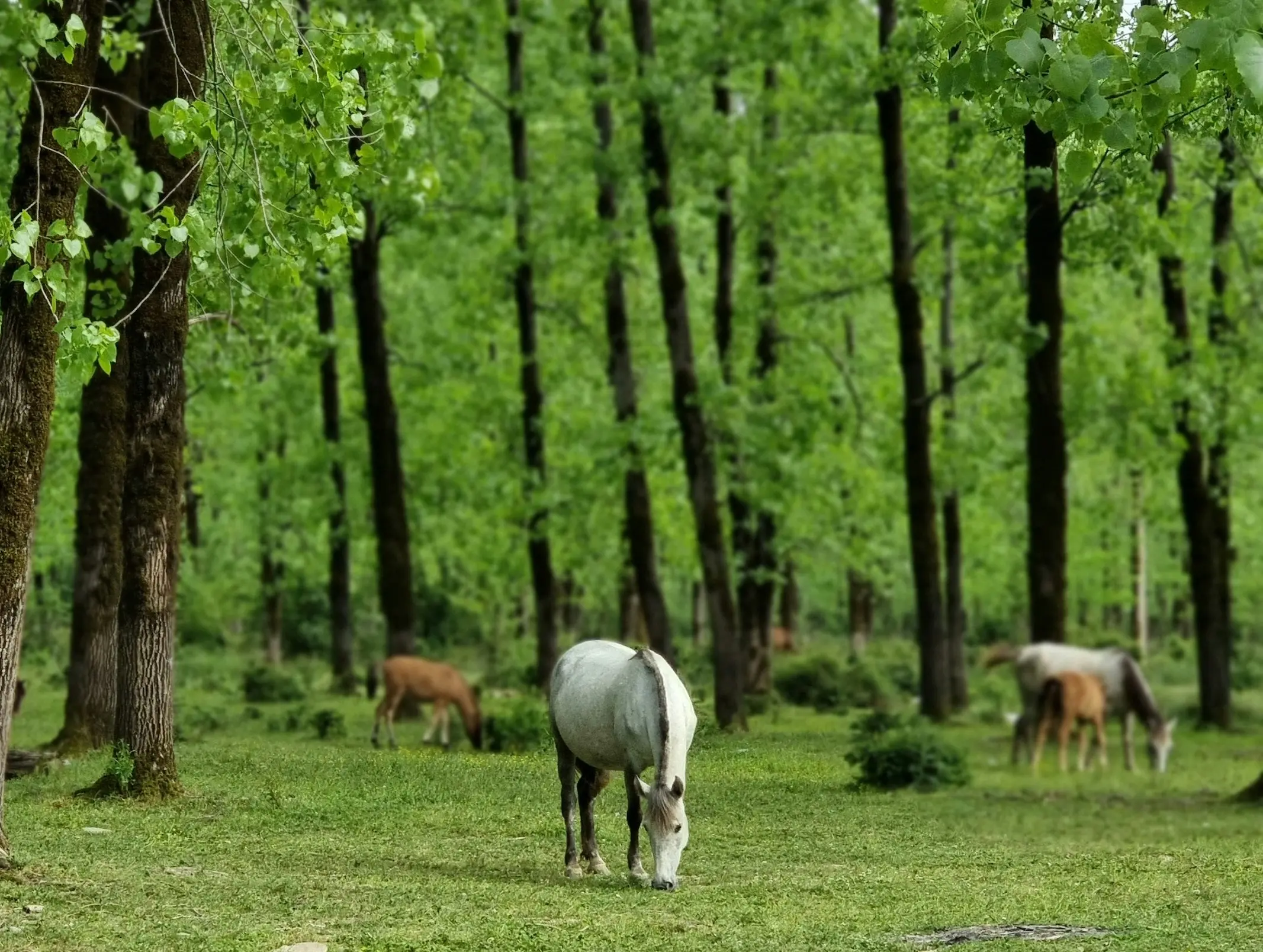 Caspian Horse