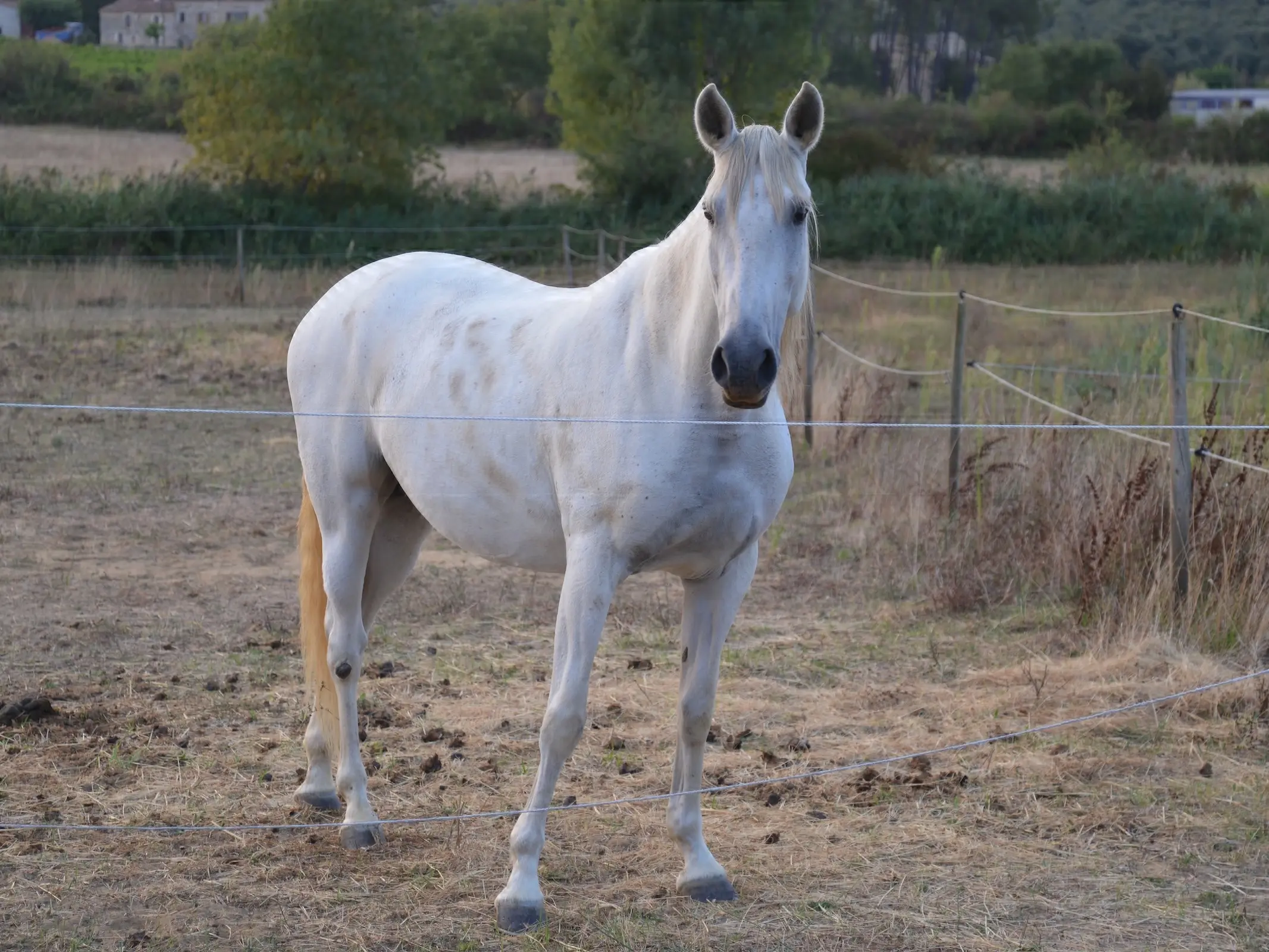 Castilian Horse