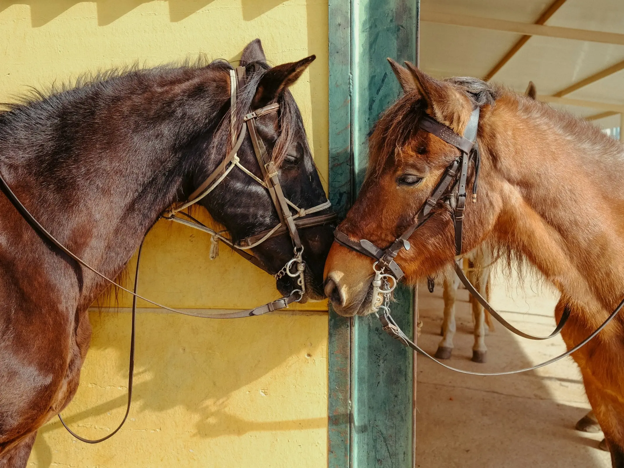 Castilian Horse