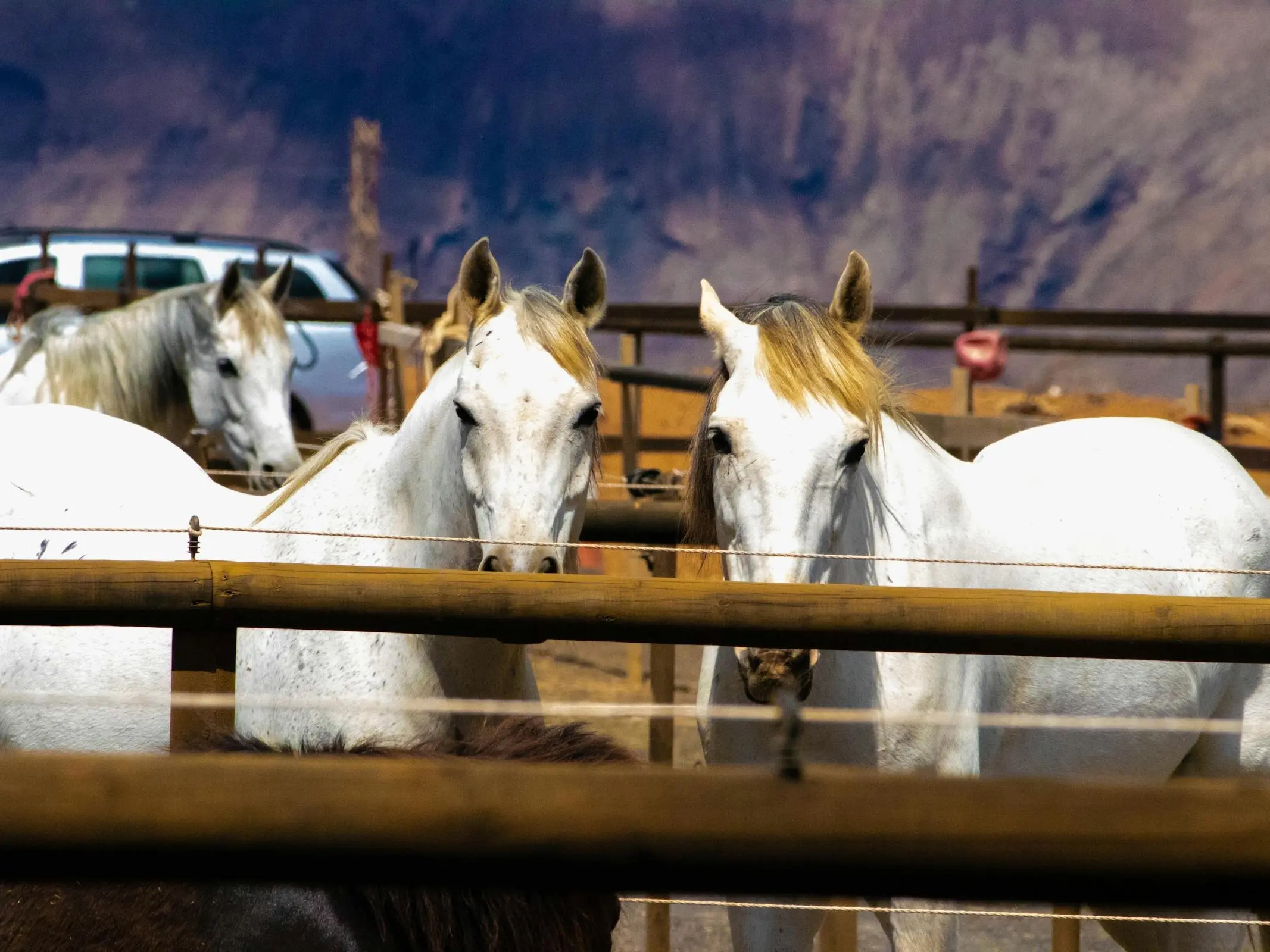 Castilian Horse