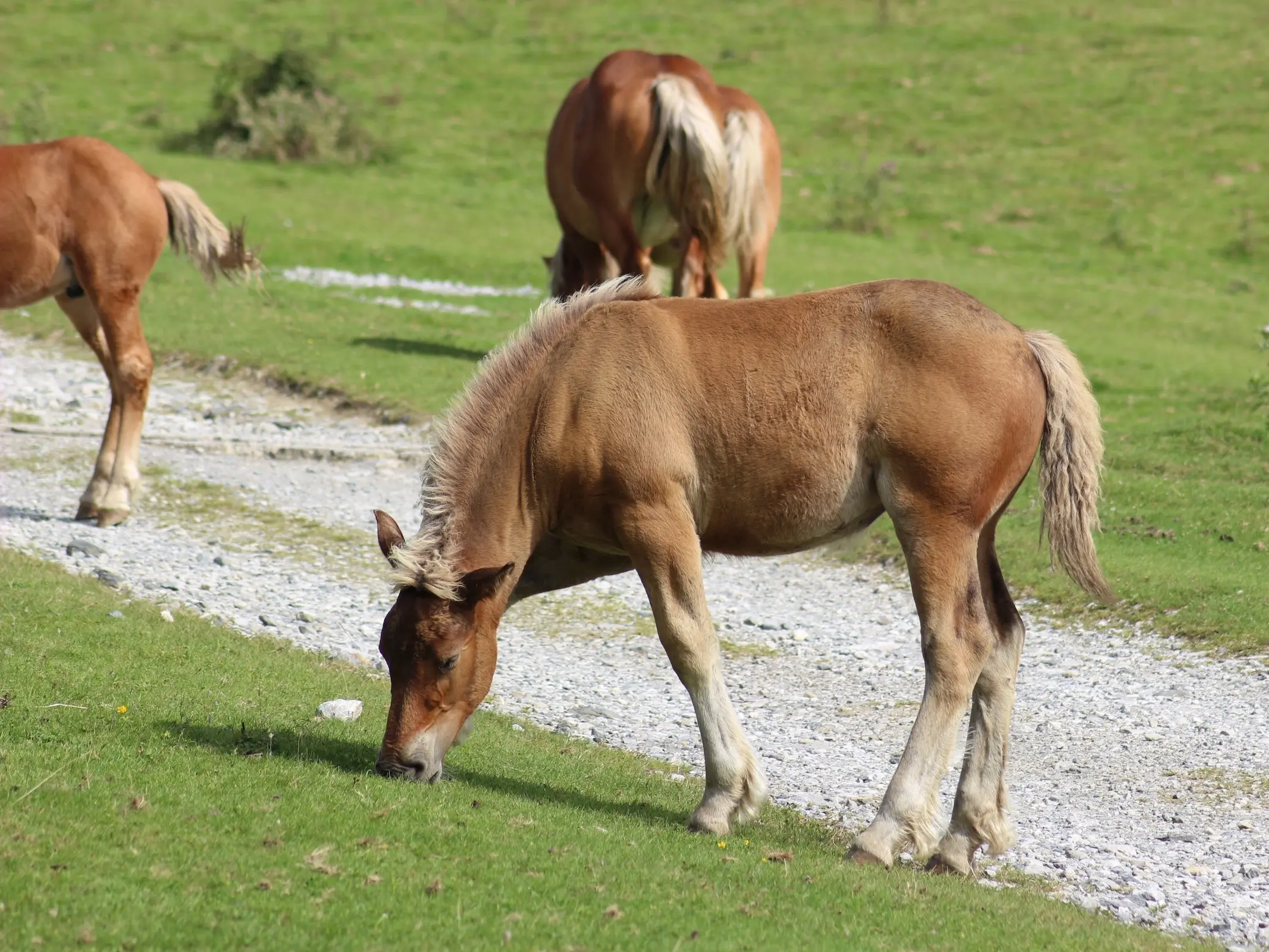 Catalan Pyrenean Horse