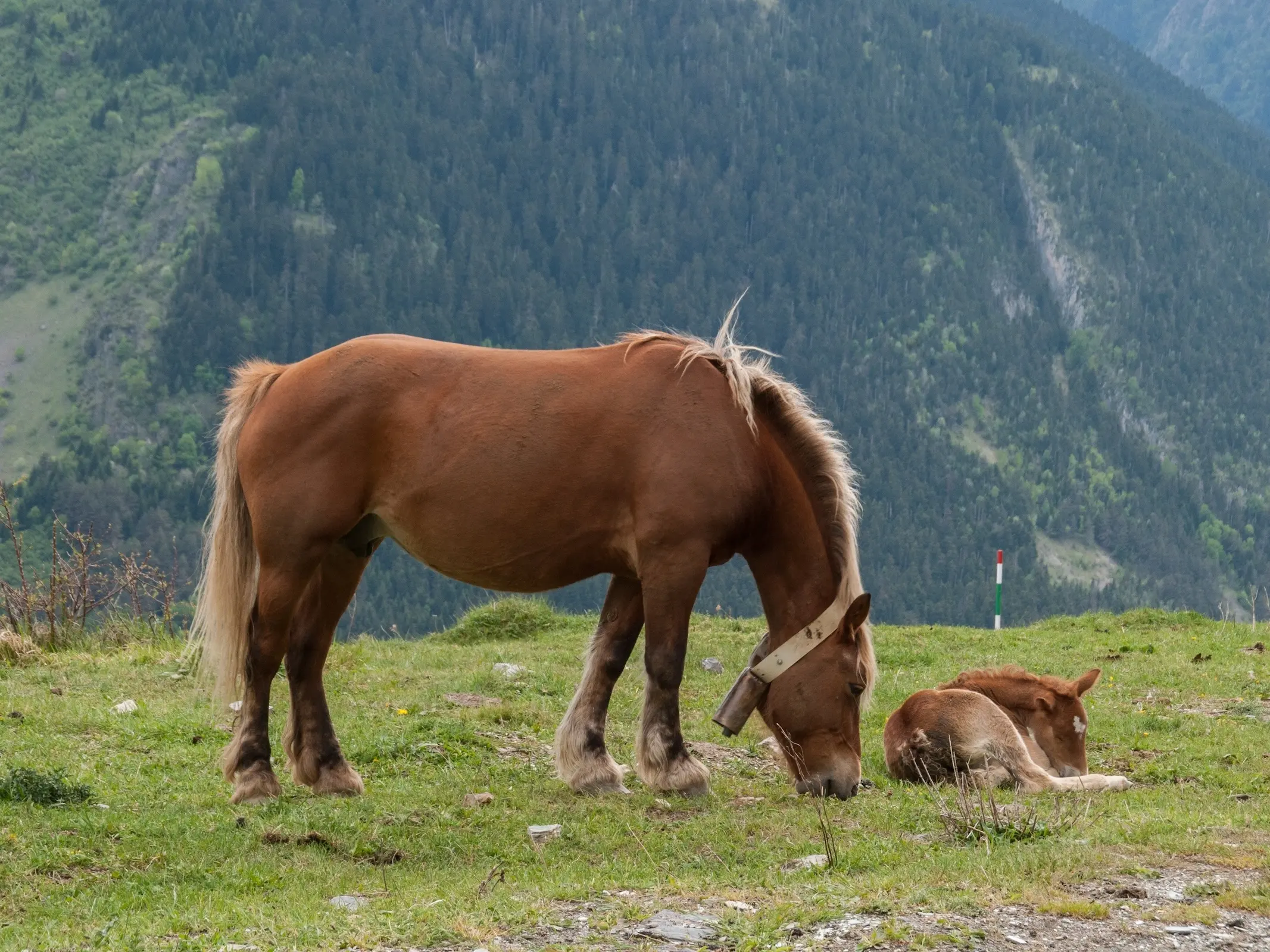 Catalan Pyrenean Horse