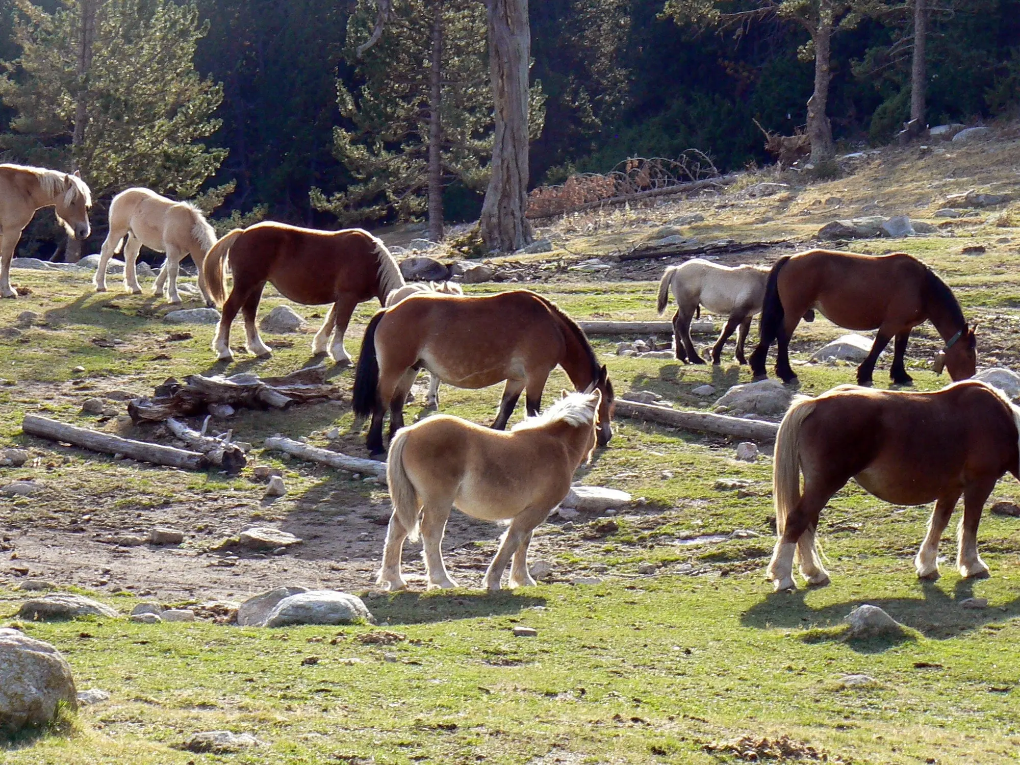 Catalan Pyrenean Horse