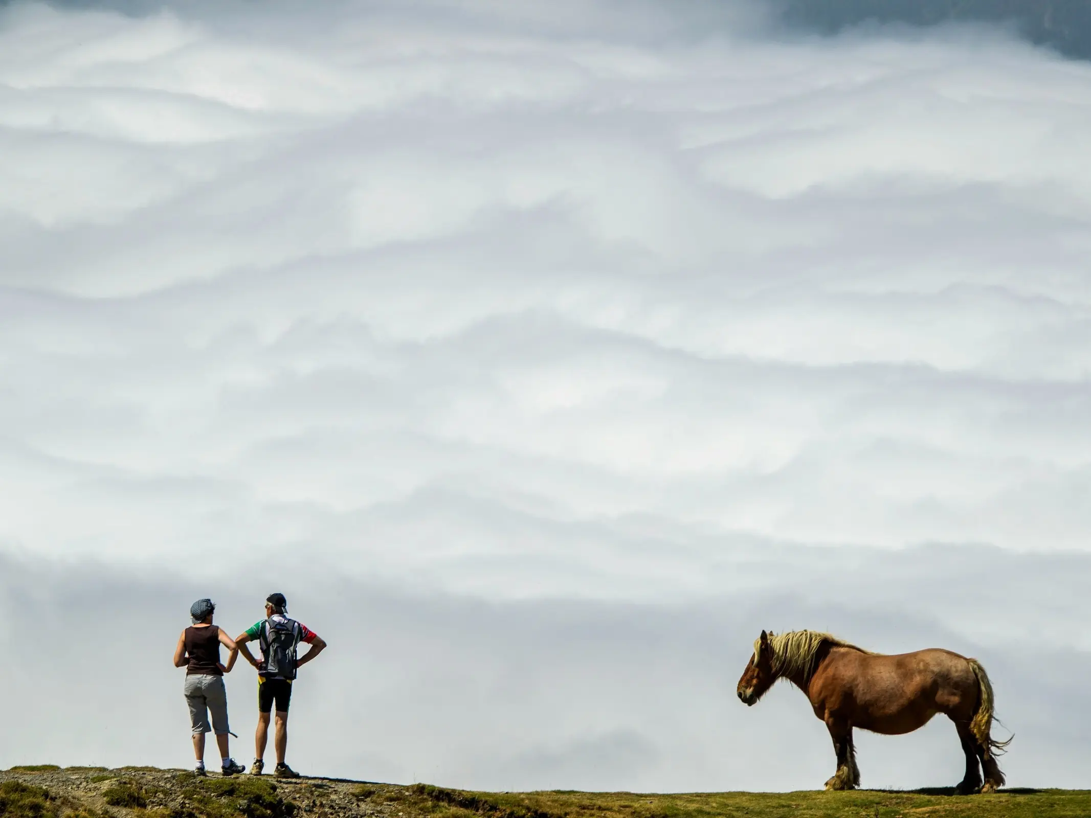 Catalan Pyrenean Horse