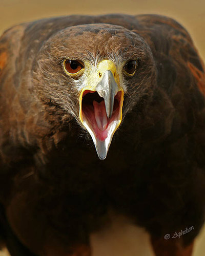 Screaming Harris Hawk