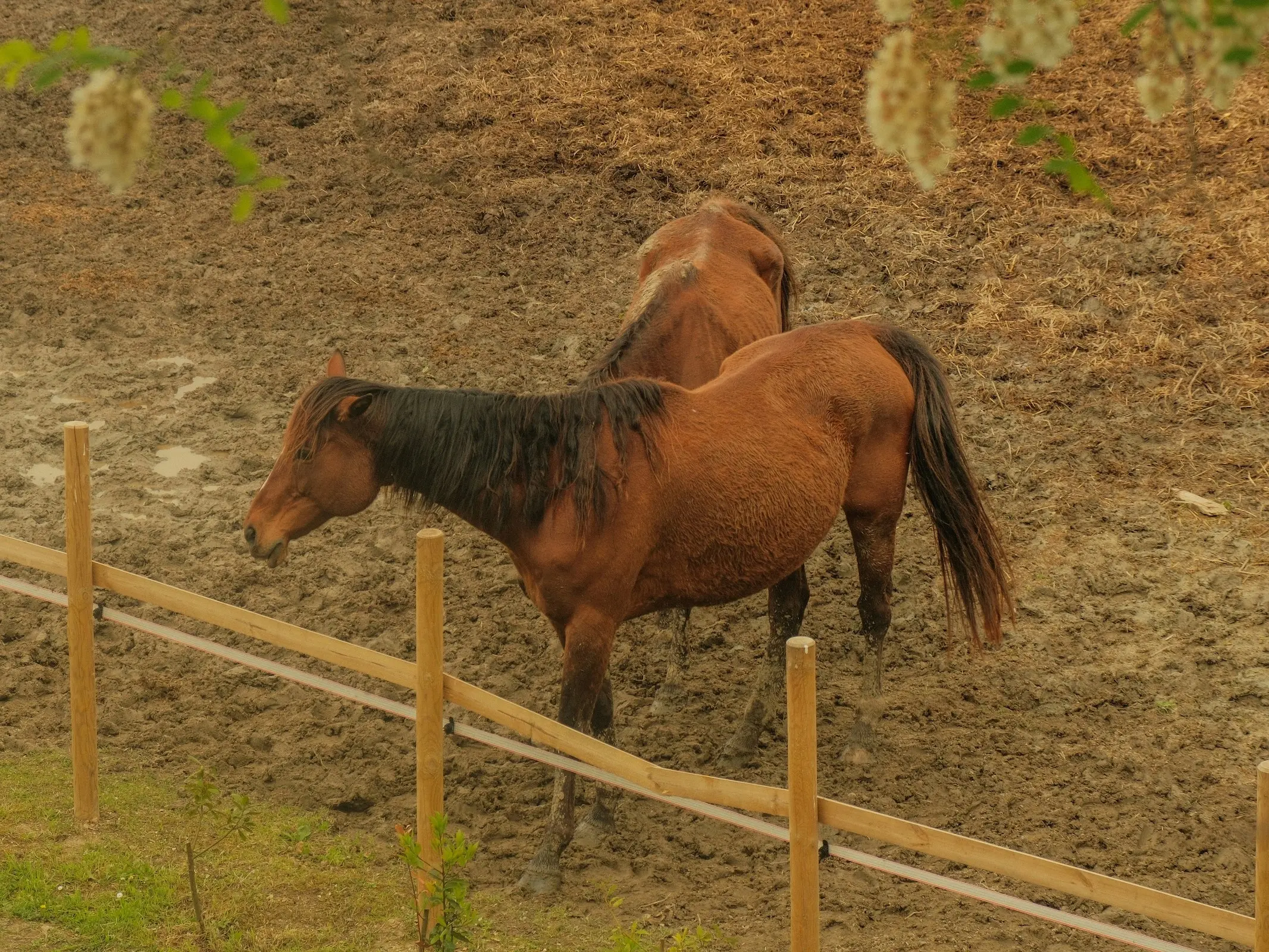 Catria Horse