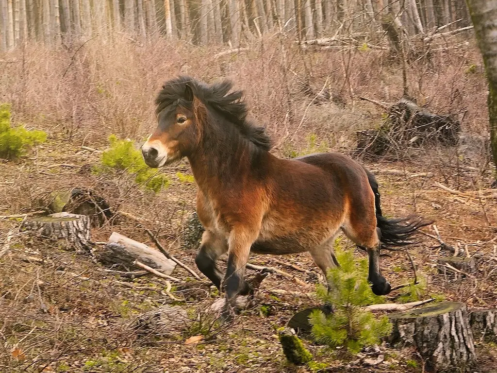 Celtic Pony