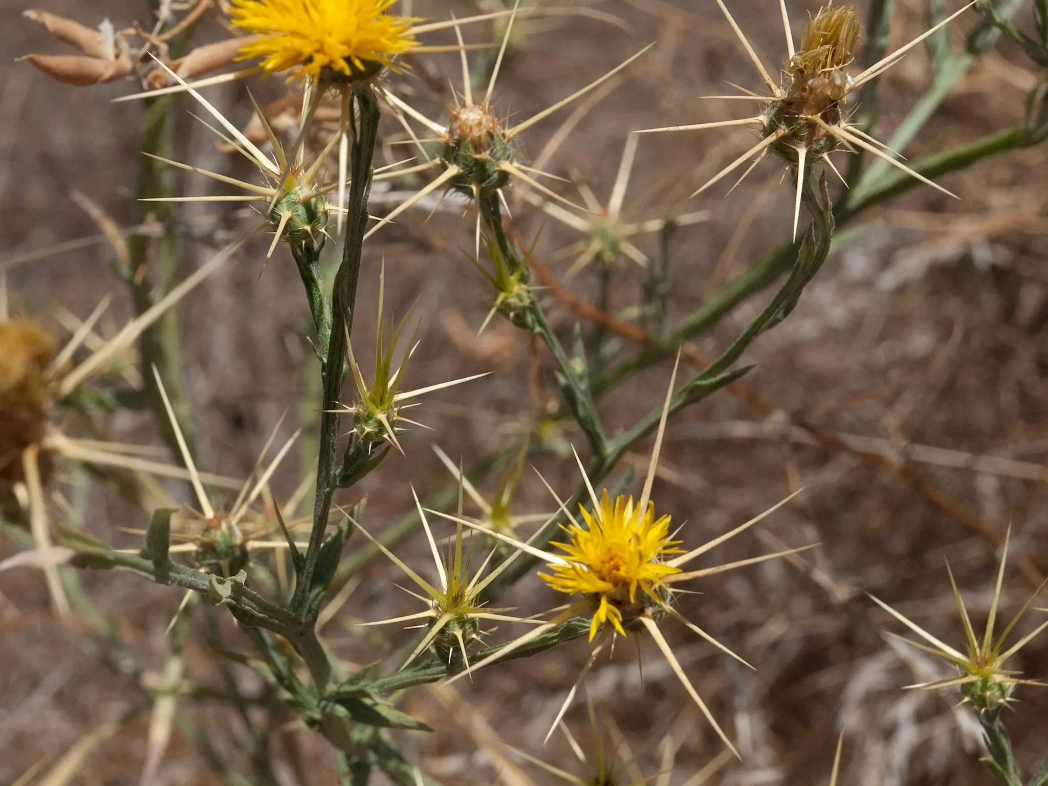 Yellow Star Thistle