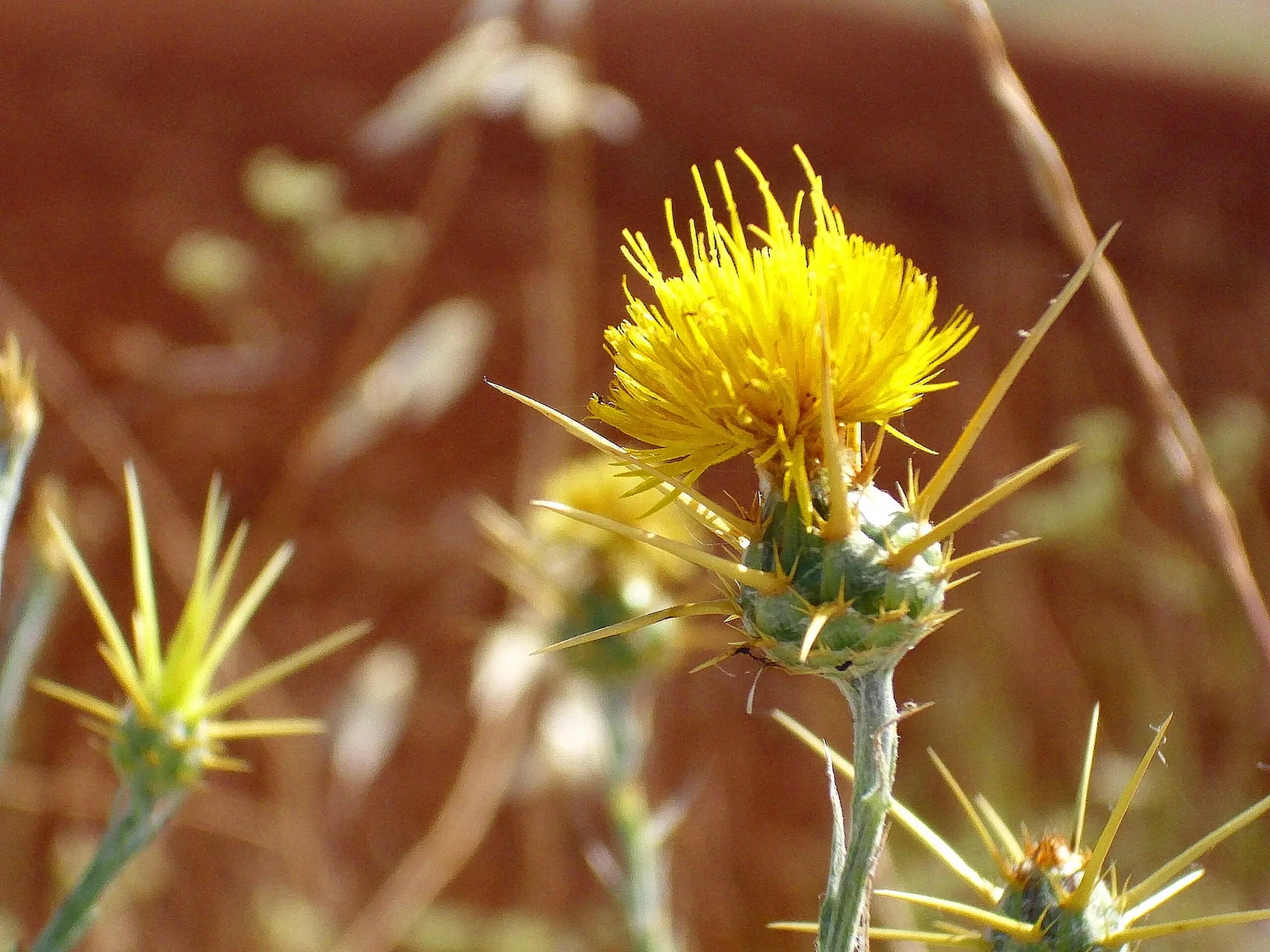 Yellow Star Thistle