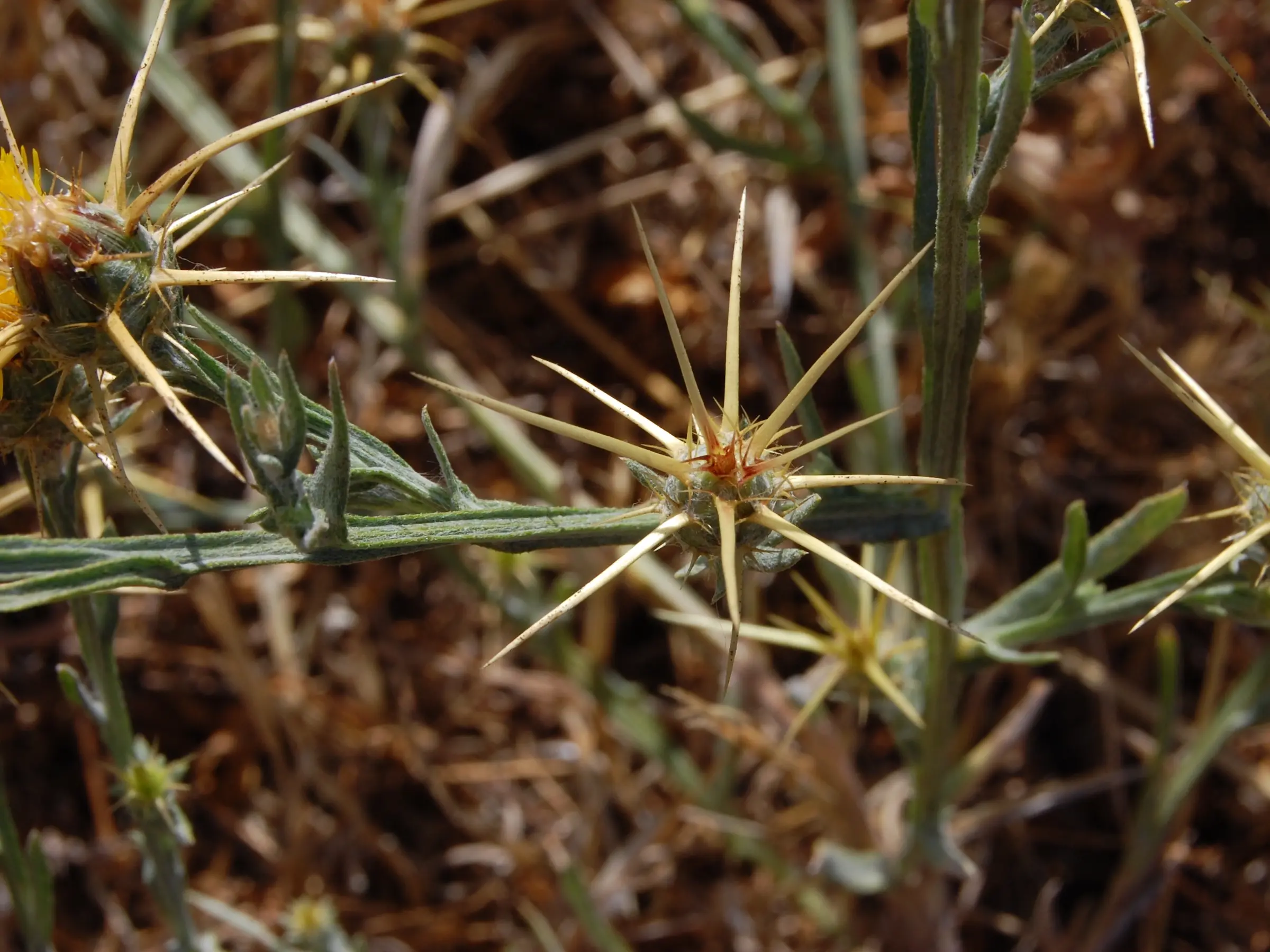 Yellow Star Thistle