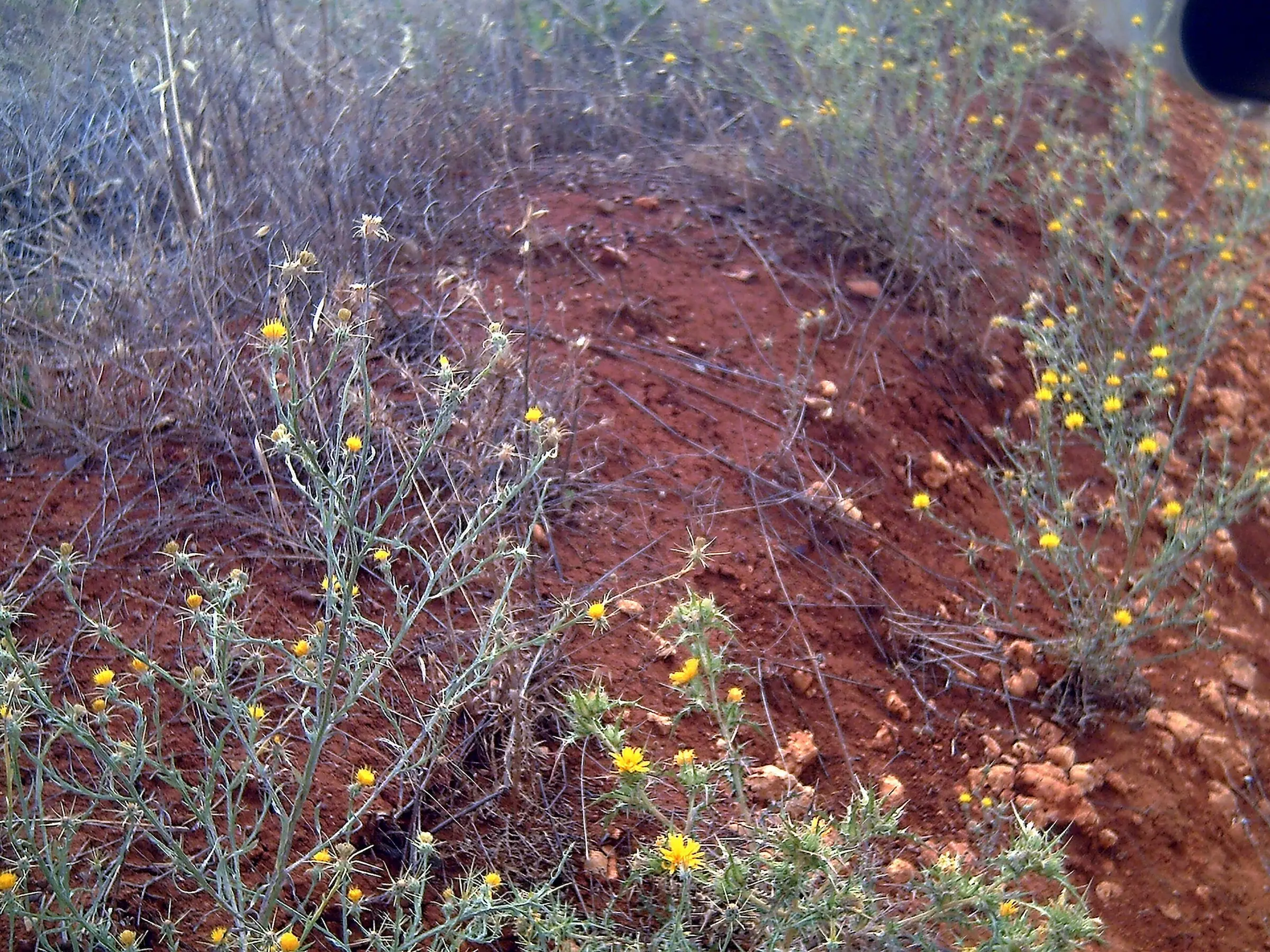 Yellow Star Thistle