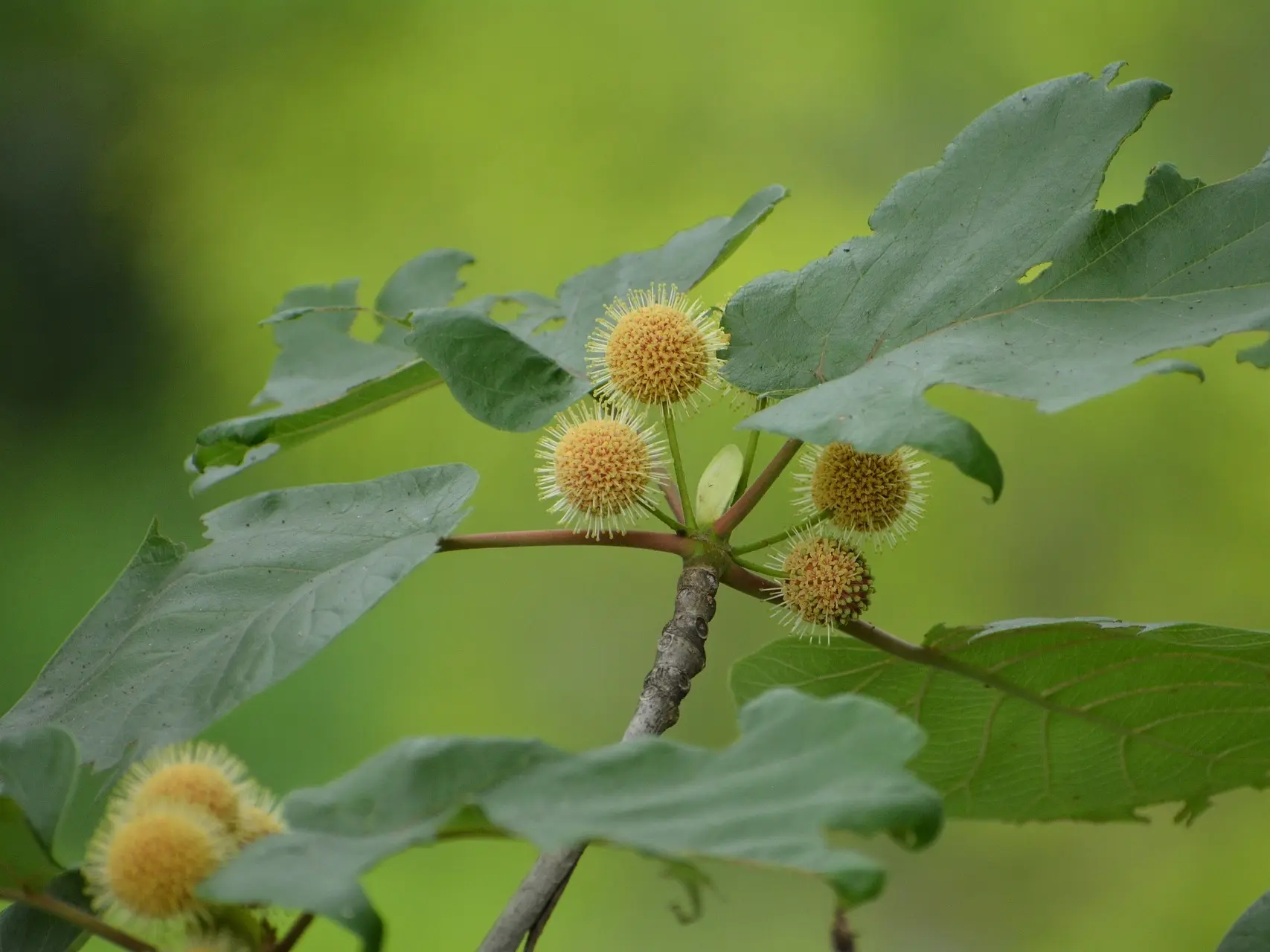 Buttonbush