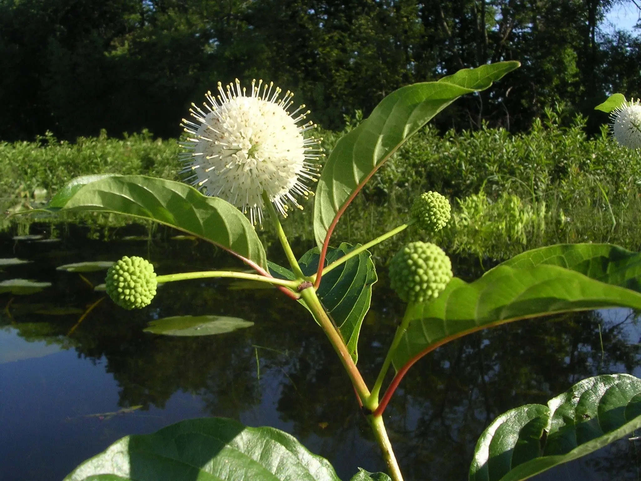 Buttonbush