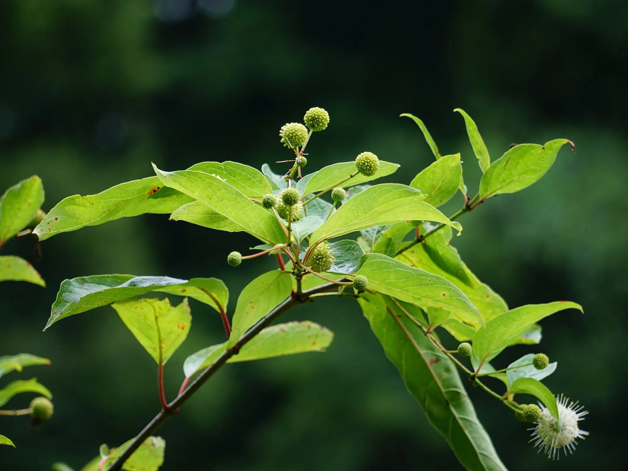 Buttonbush