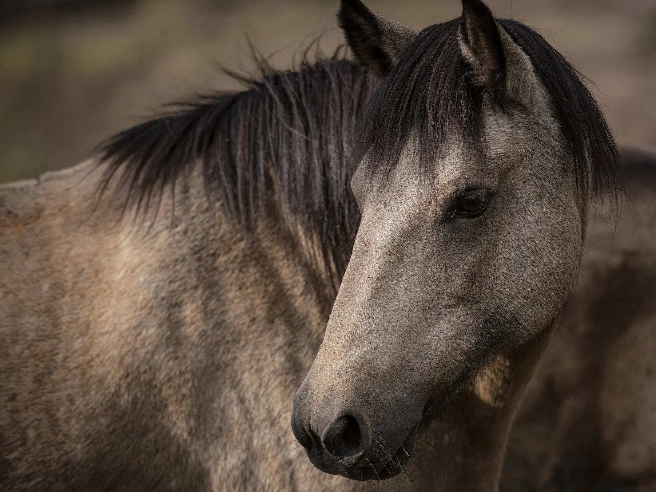 Cerbat Mustang Horse