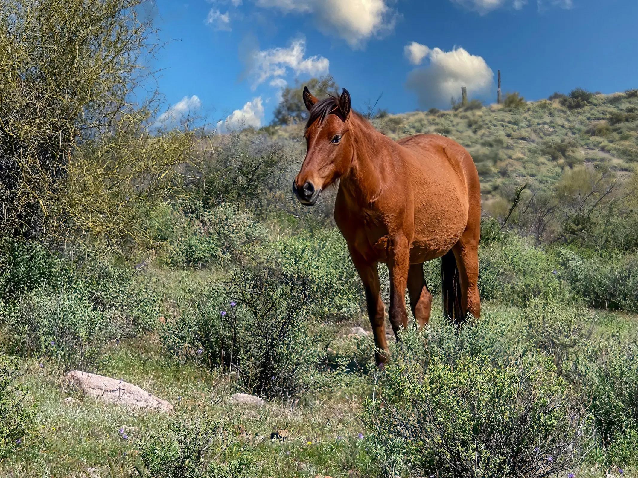 Cerbat Mustang Horse