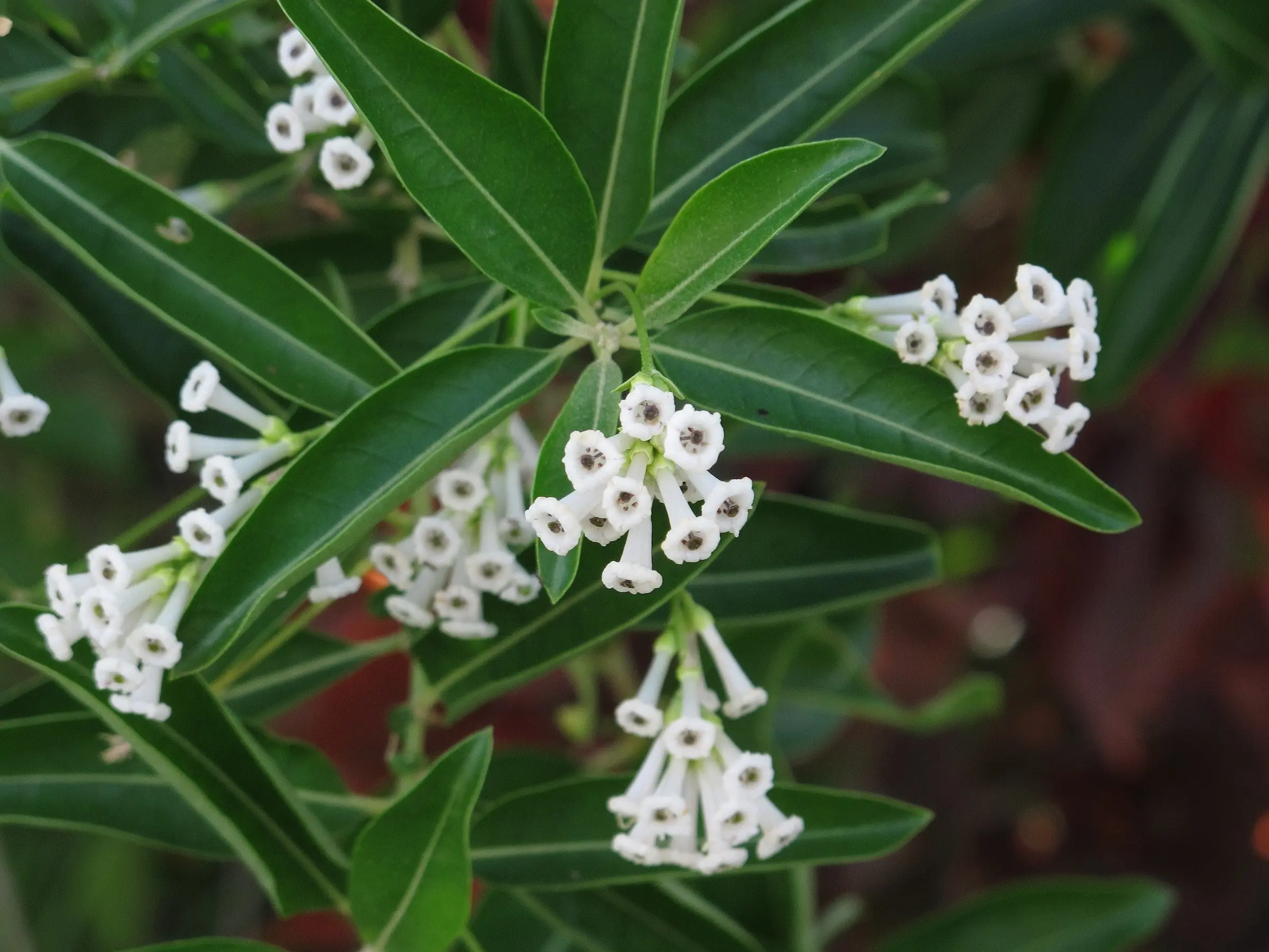 Day Blooming Jasmine