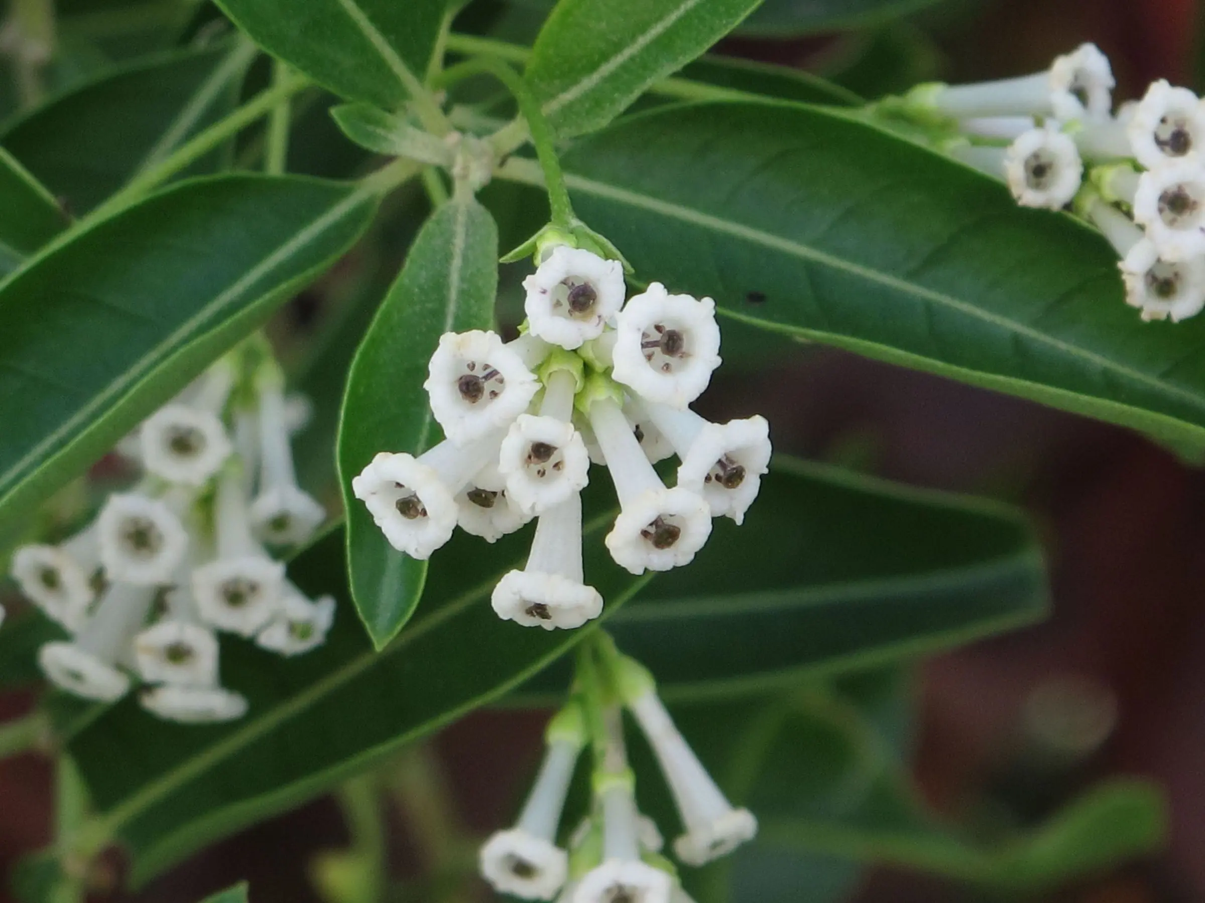 Day Blooming Jasmine