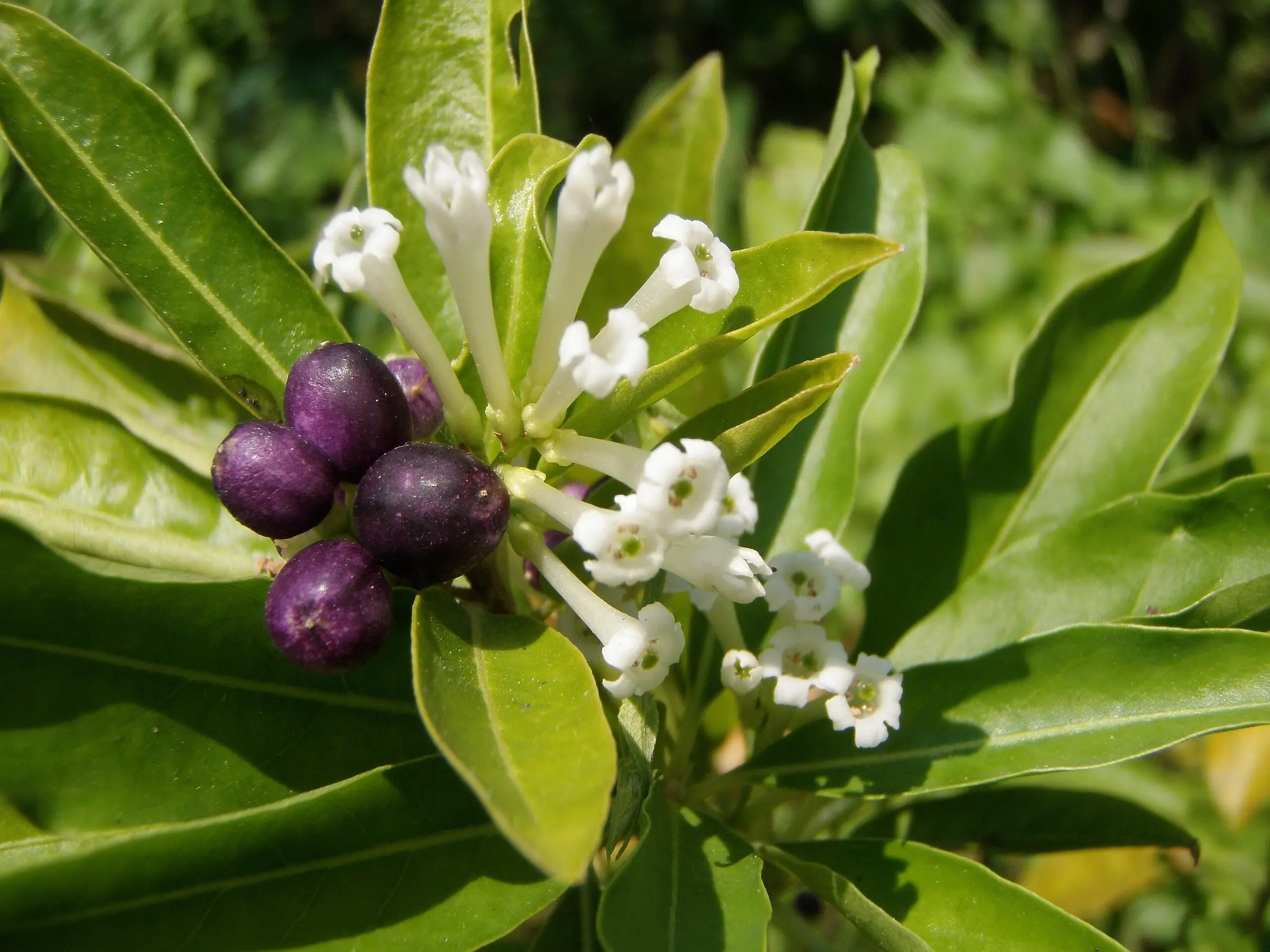 Day Blooming Jasmine