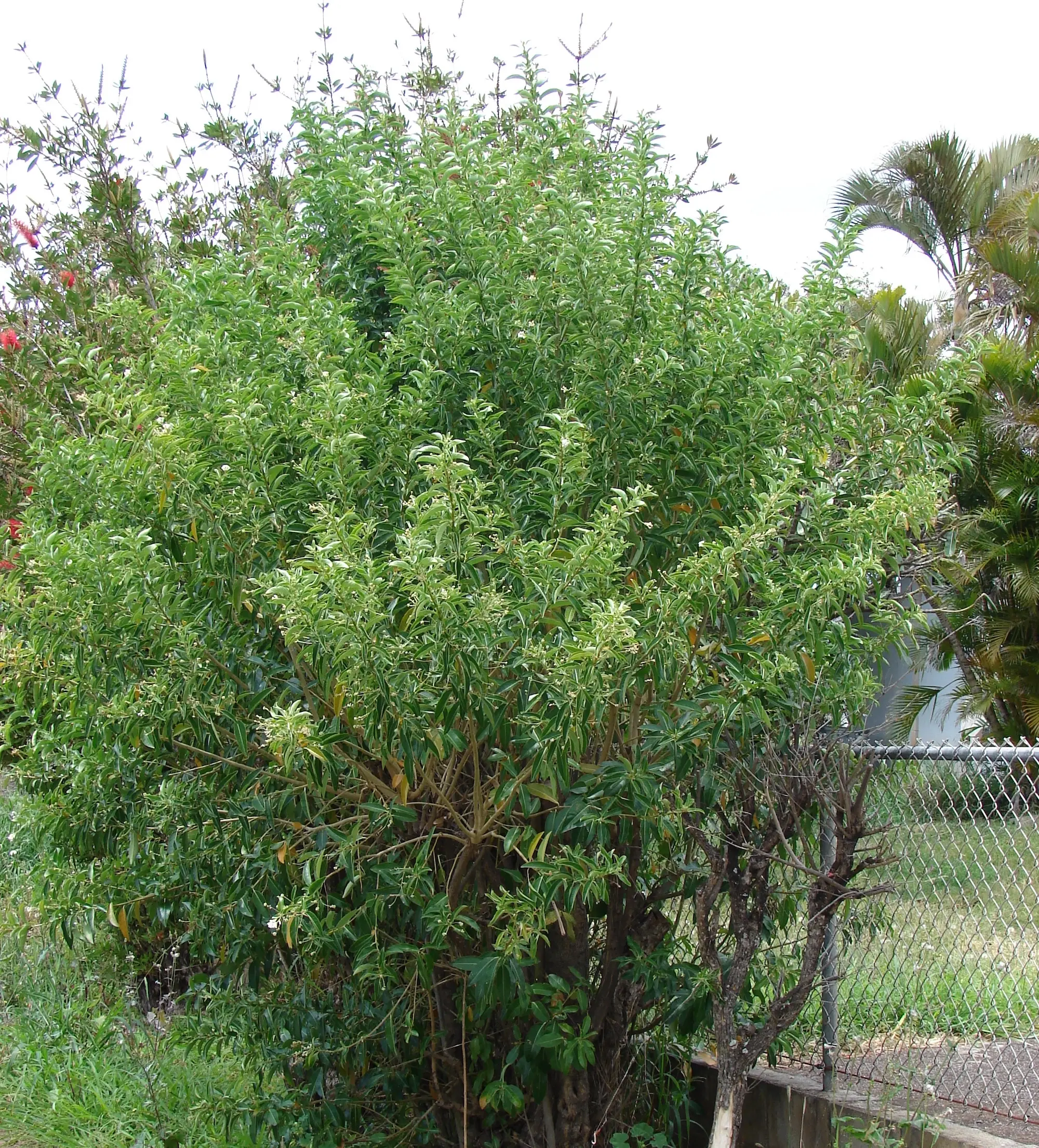 Day Blooming Jasmine