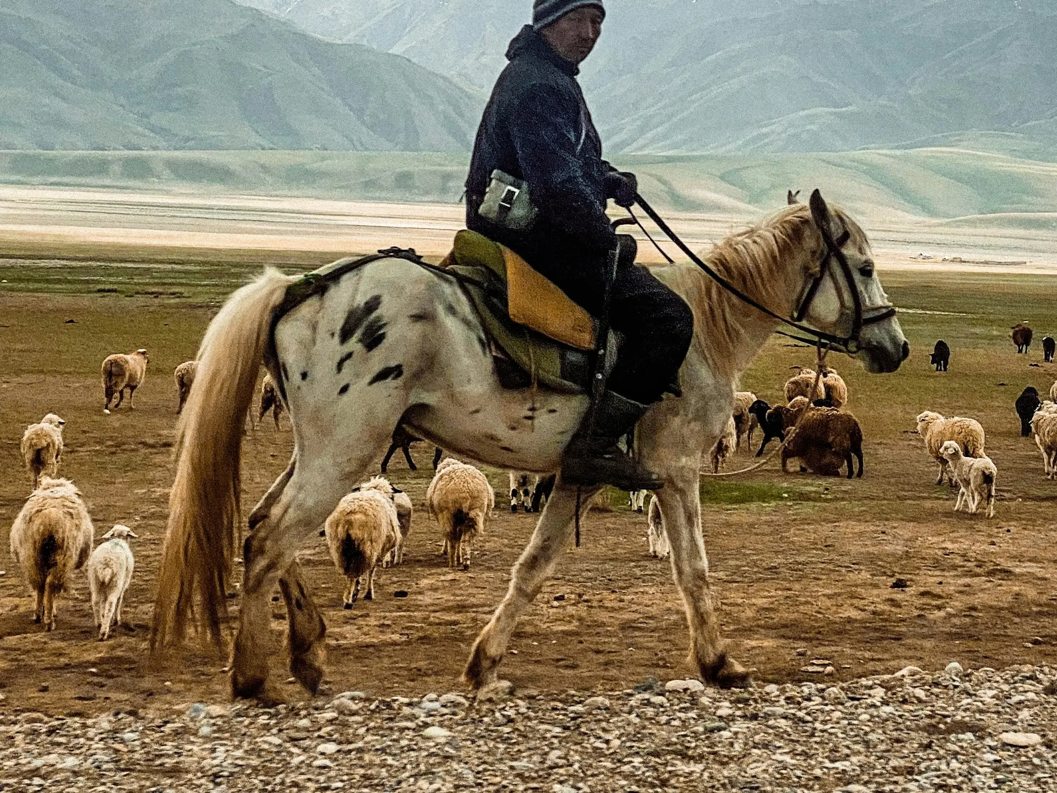 Chaar Appaloosa