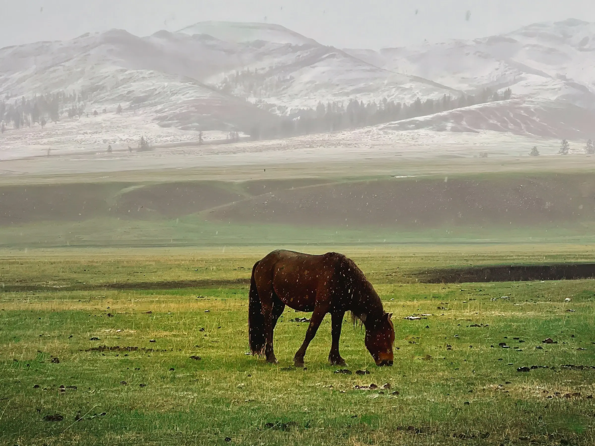 Chahou Post Pony