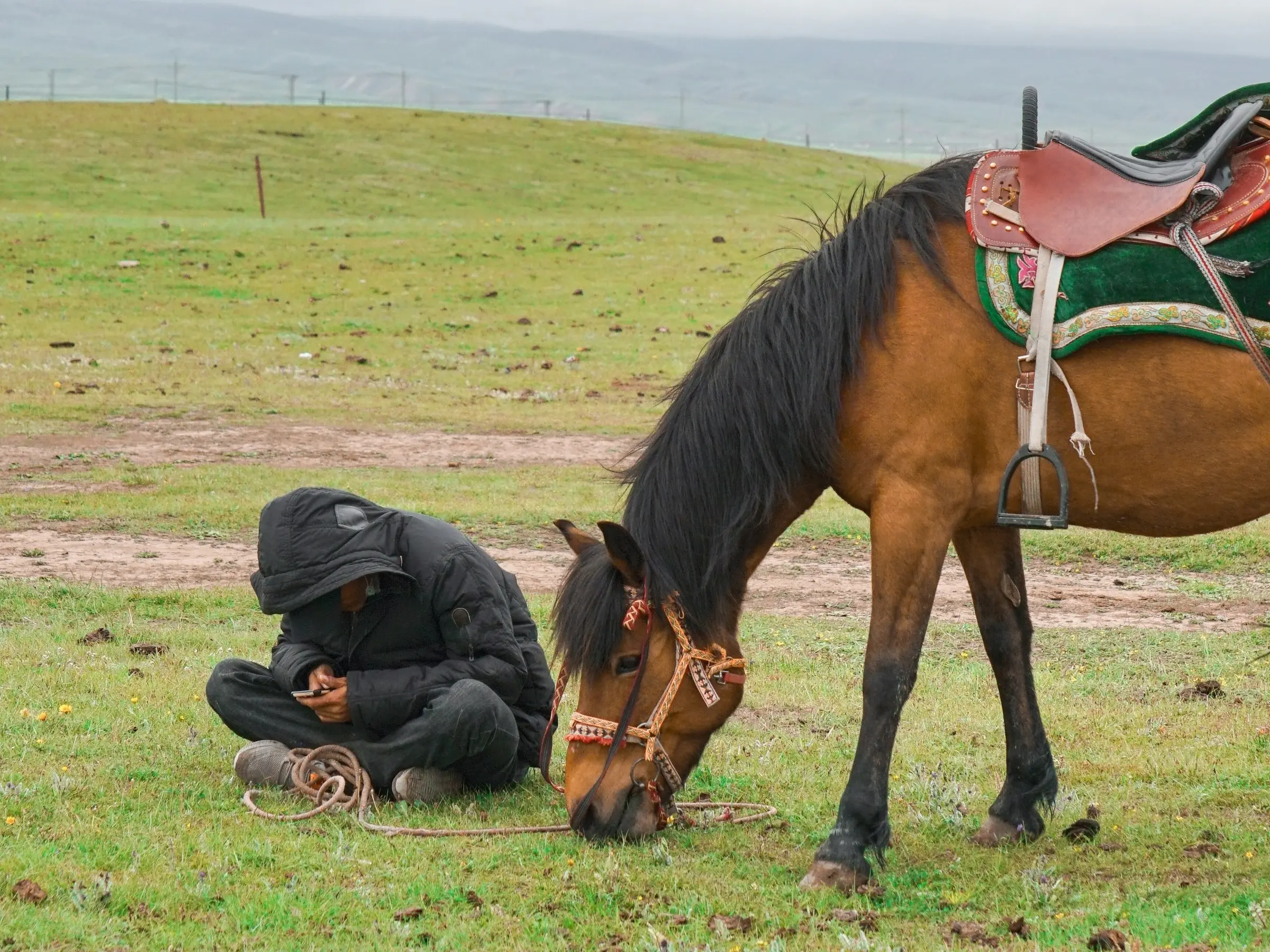 Chaidamu Pony