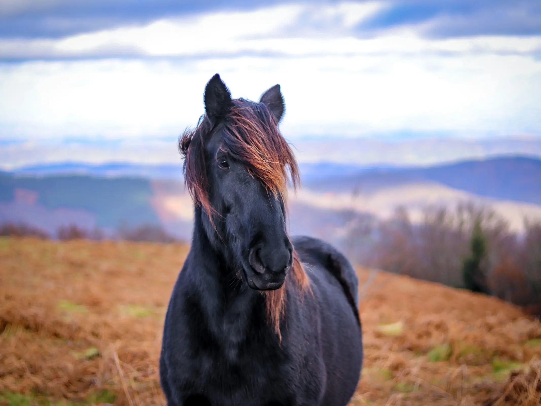 Chalosse Pony