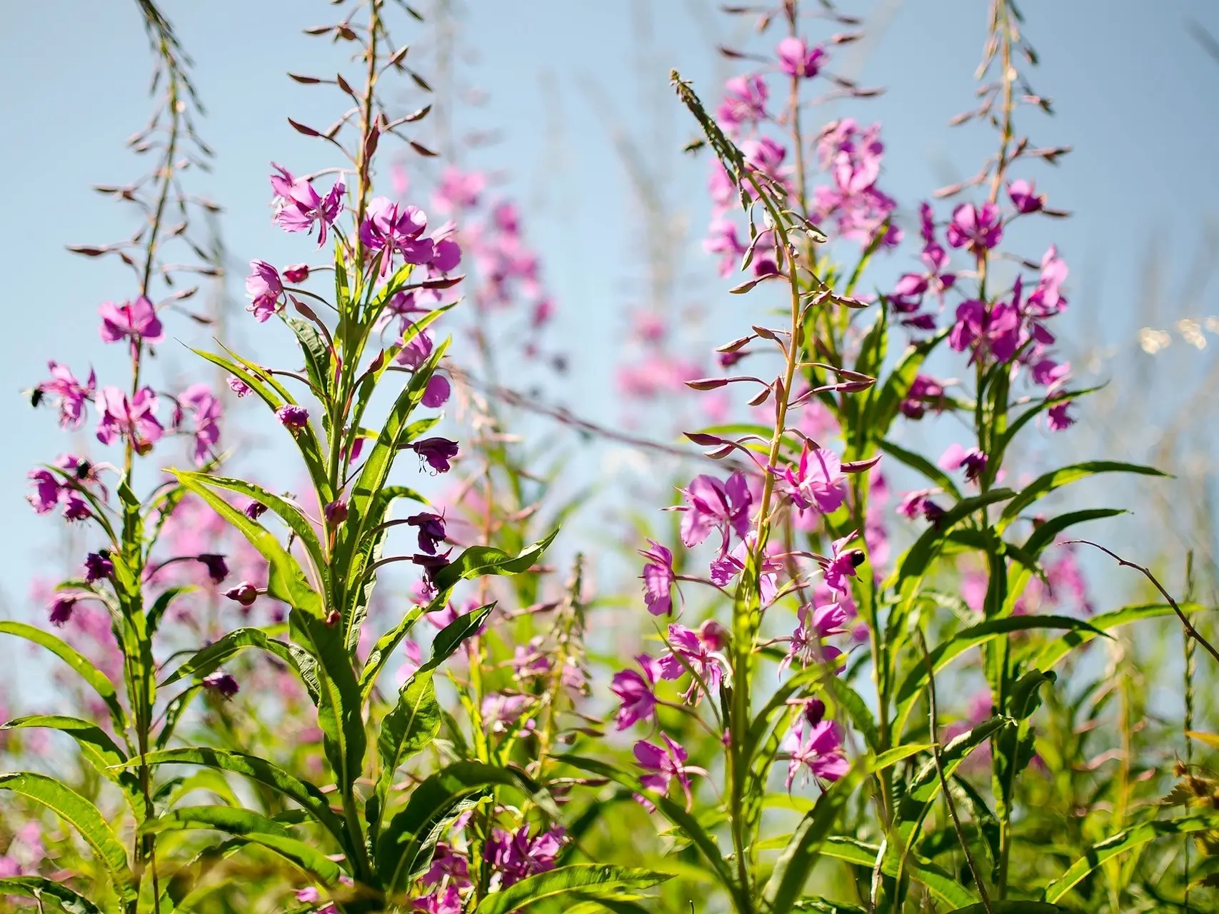 Rosebay Willowherb