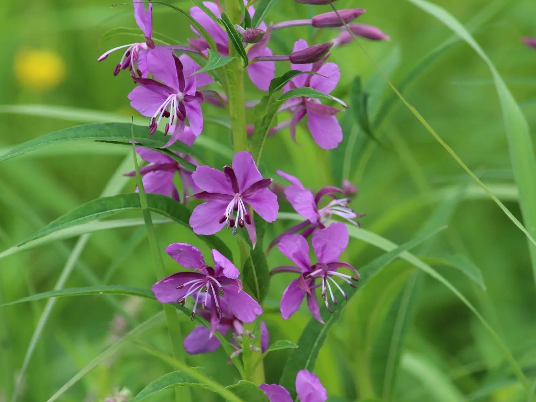 Rosebay Willowherb