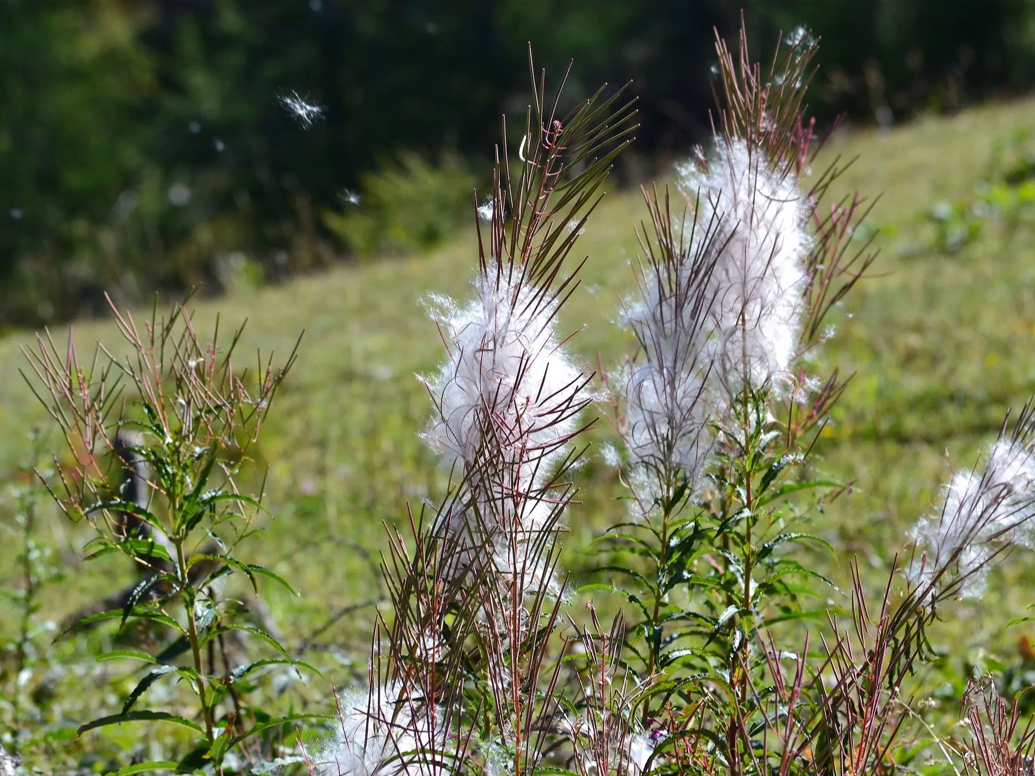 Rosebay Willowherb