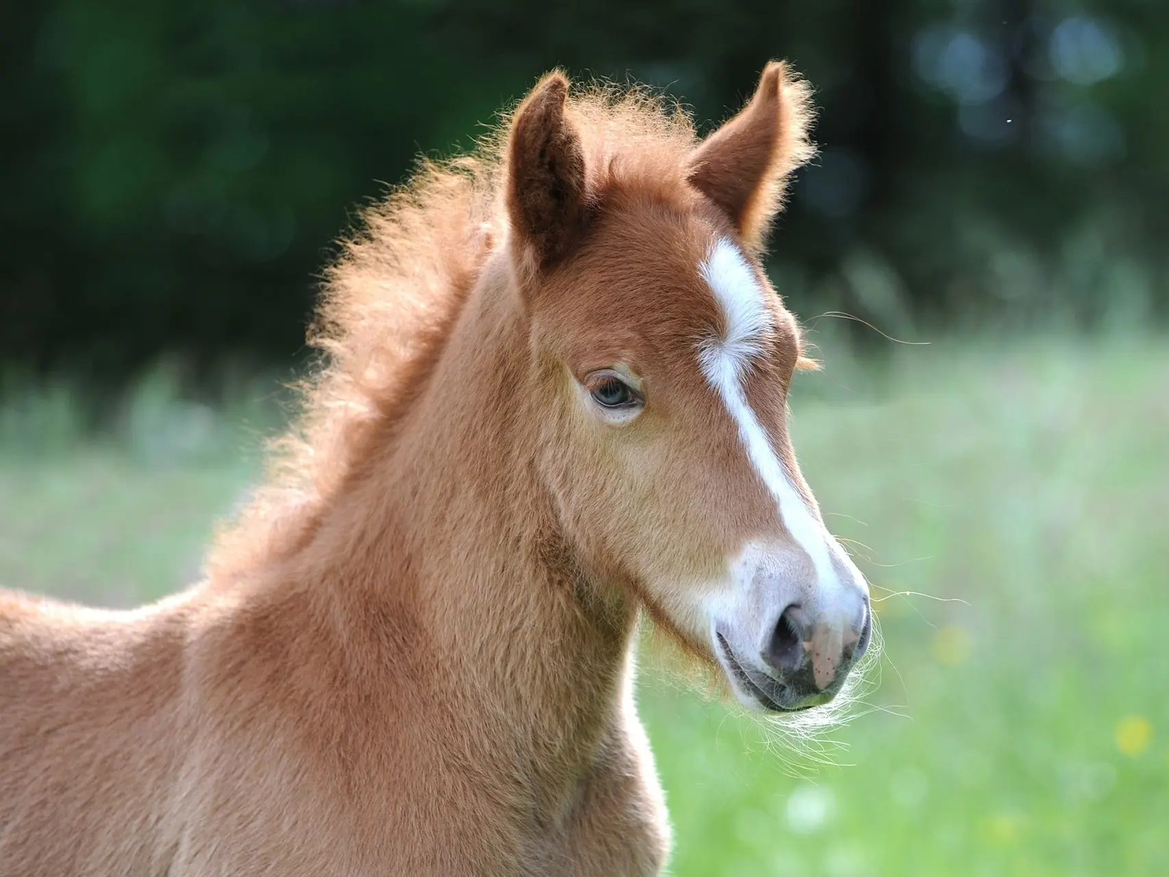 Amber champagne horse