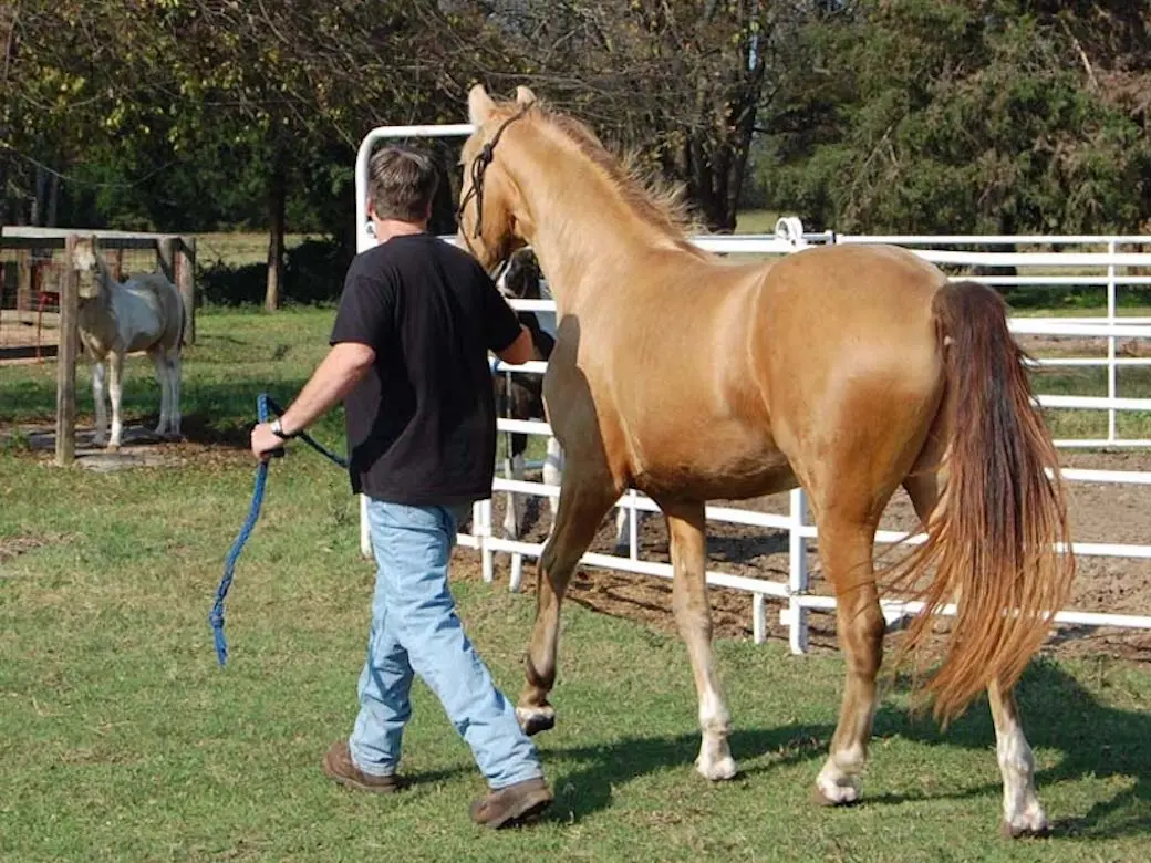 Amber champagne horse