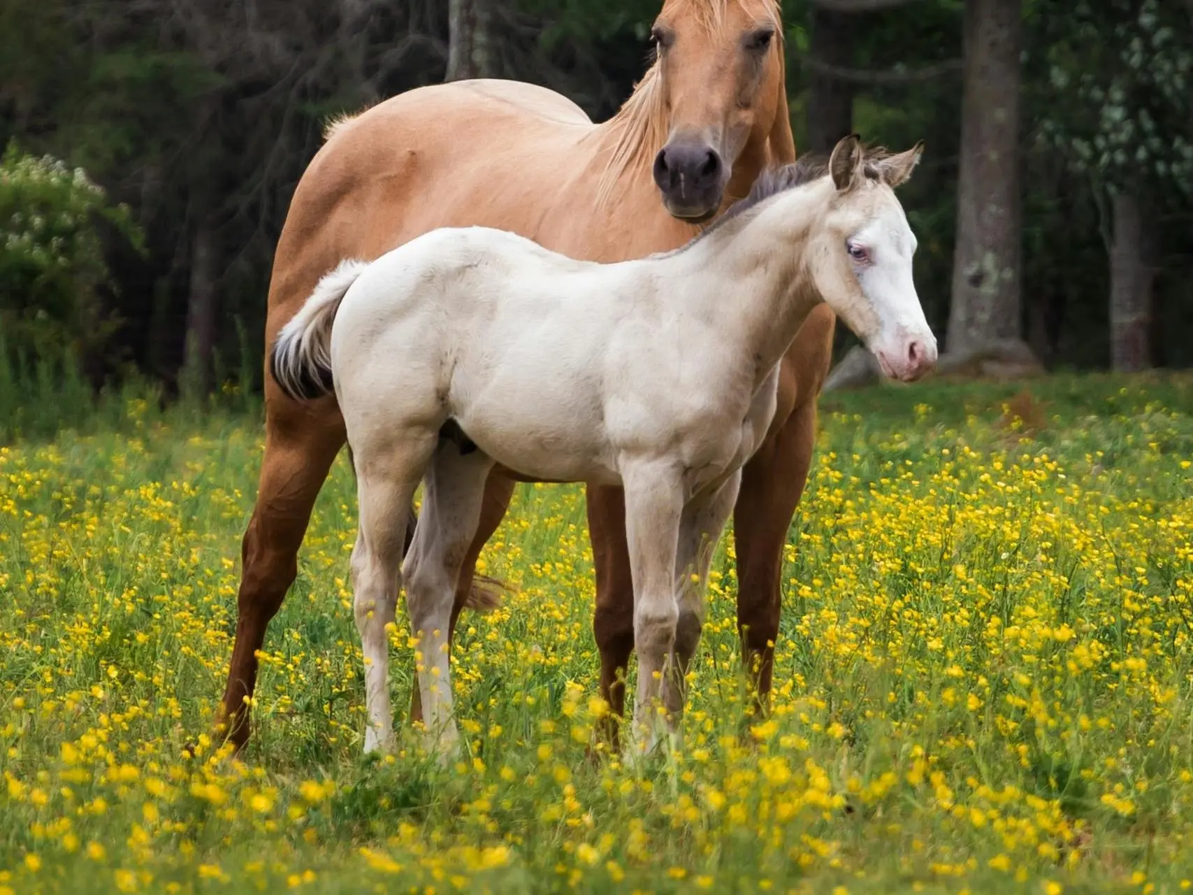 Classic champagne horse