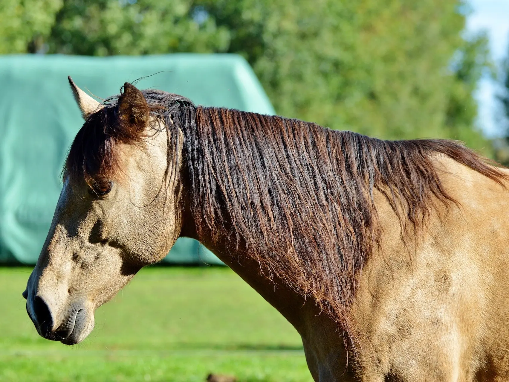 Classic champagne Horse