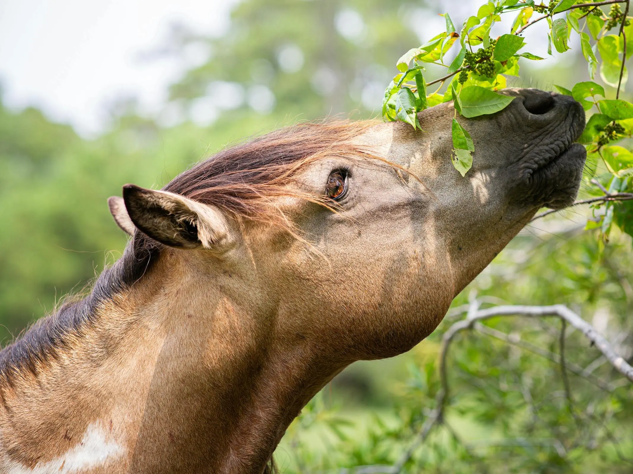 Classic champagne horse