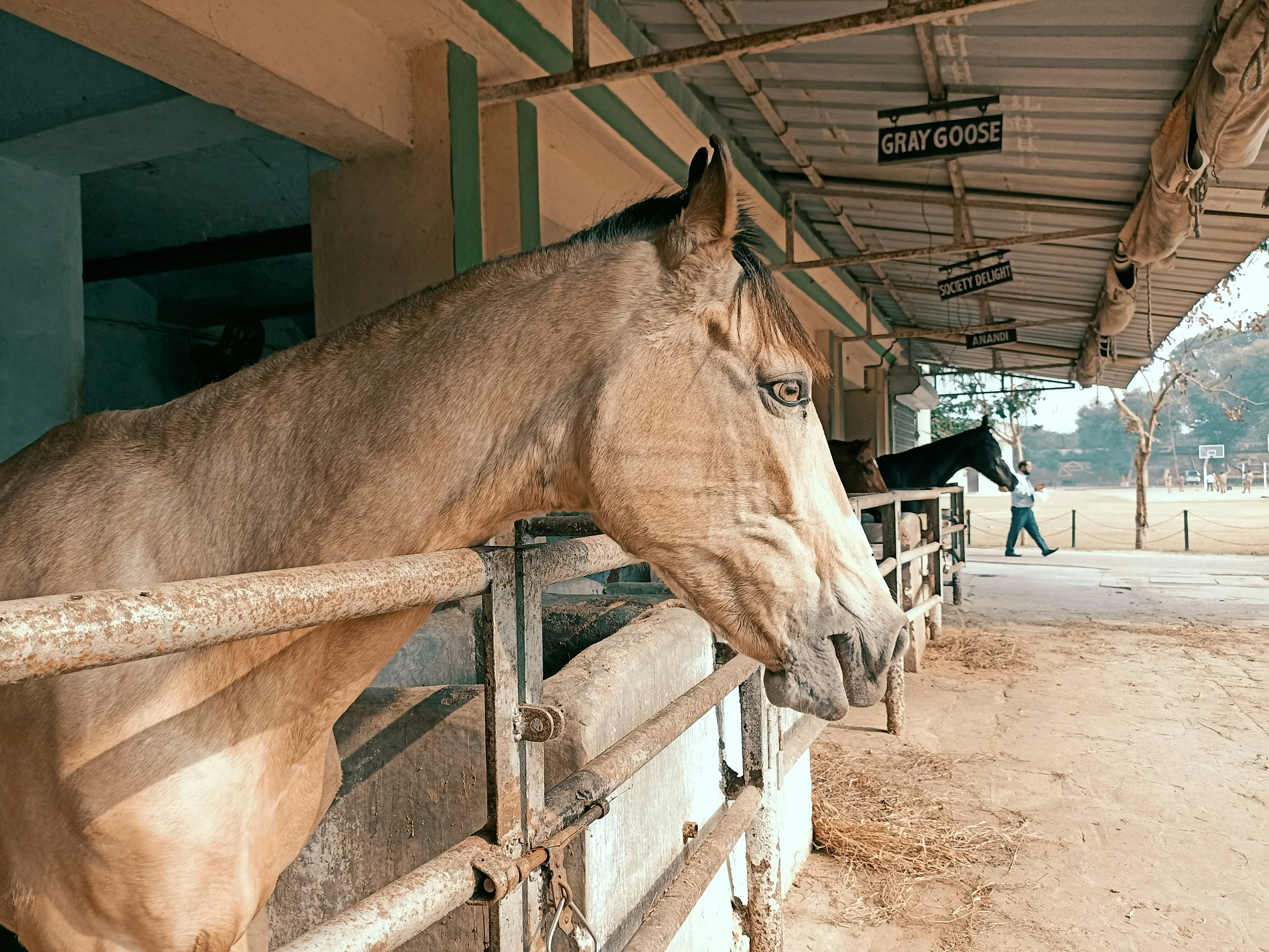 Classic champagne horse