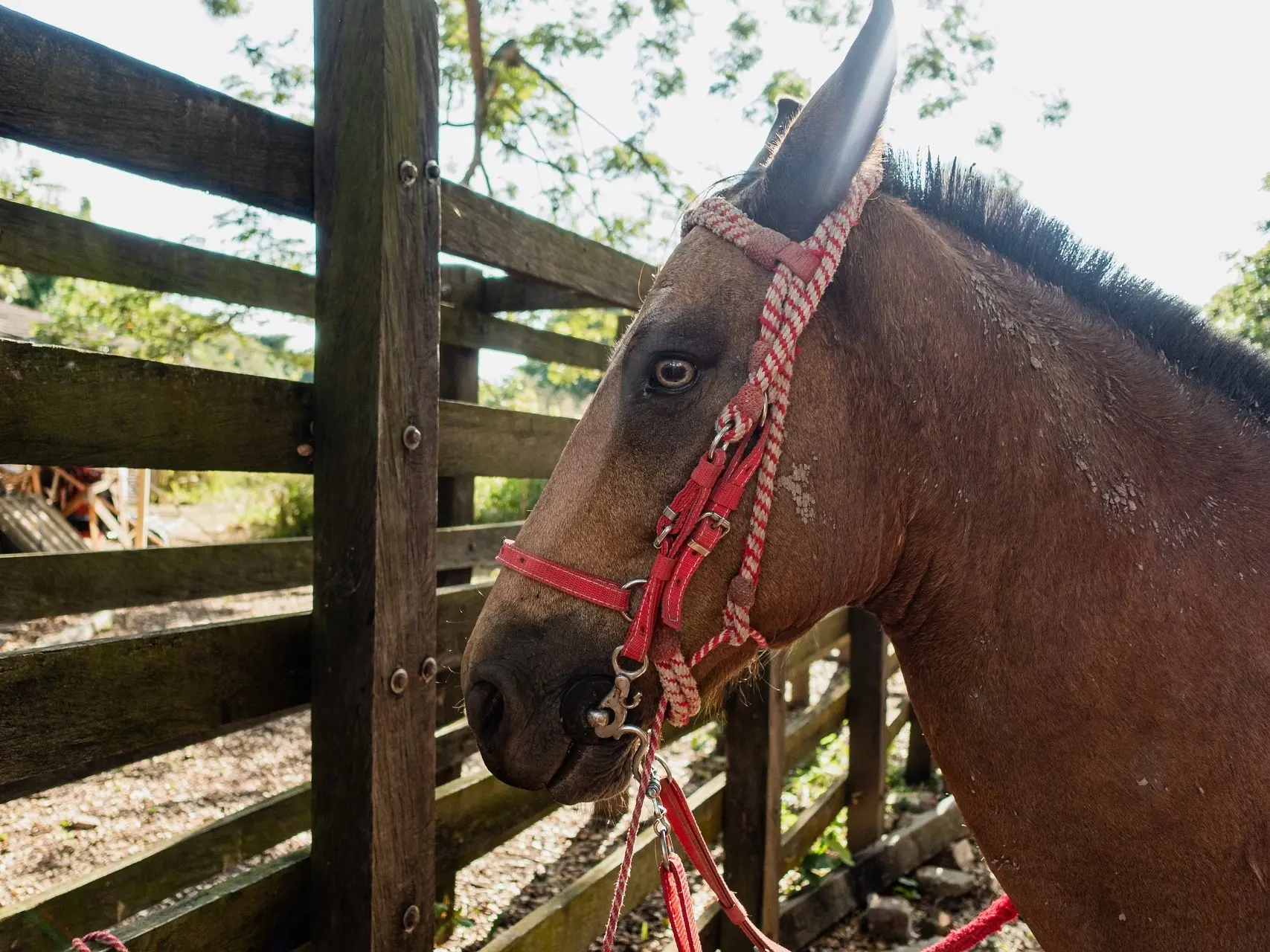 Horse with tiger eyes