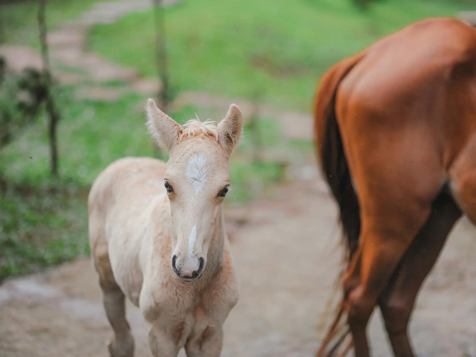 Gold champagne horse